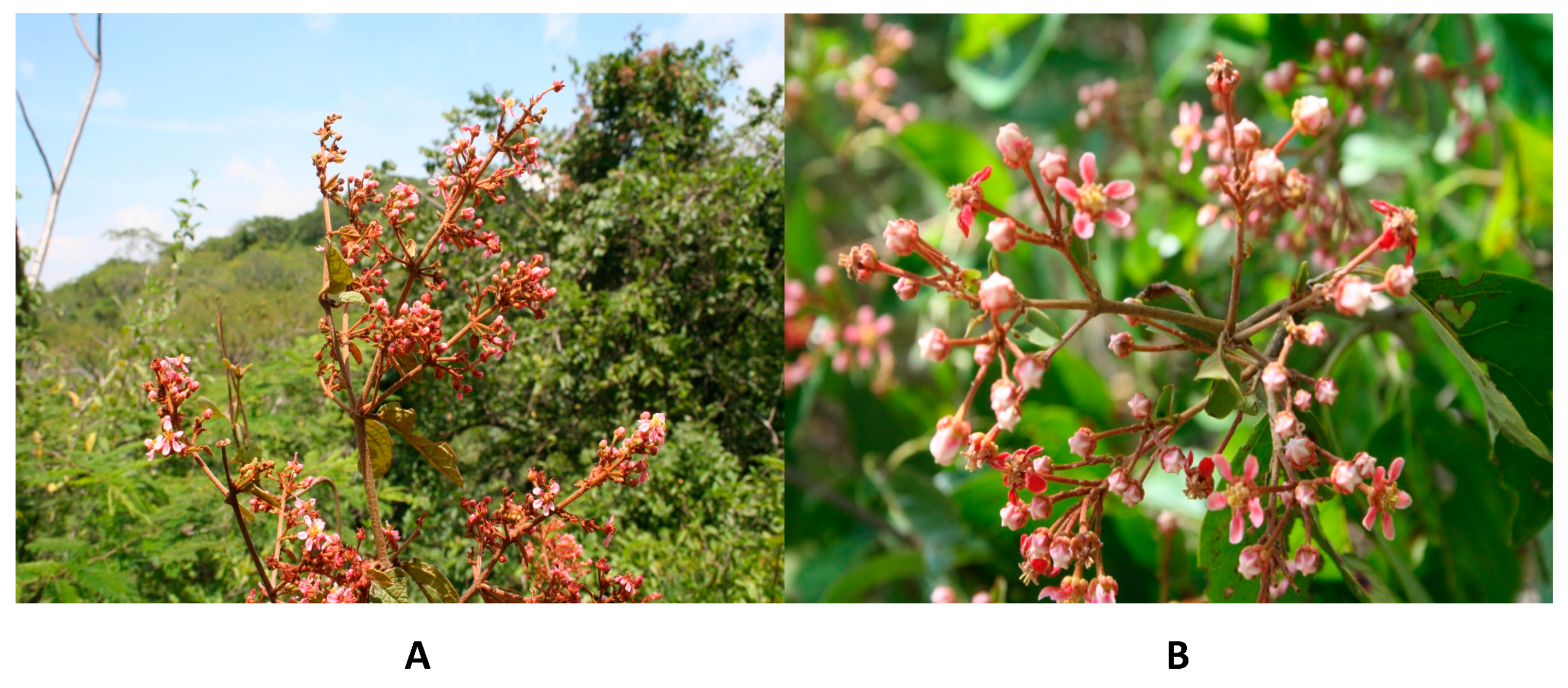 Molecules 29 03053 g001