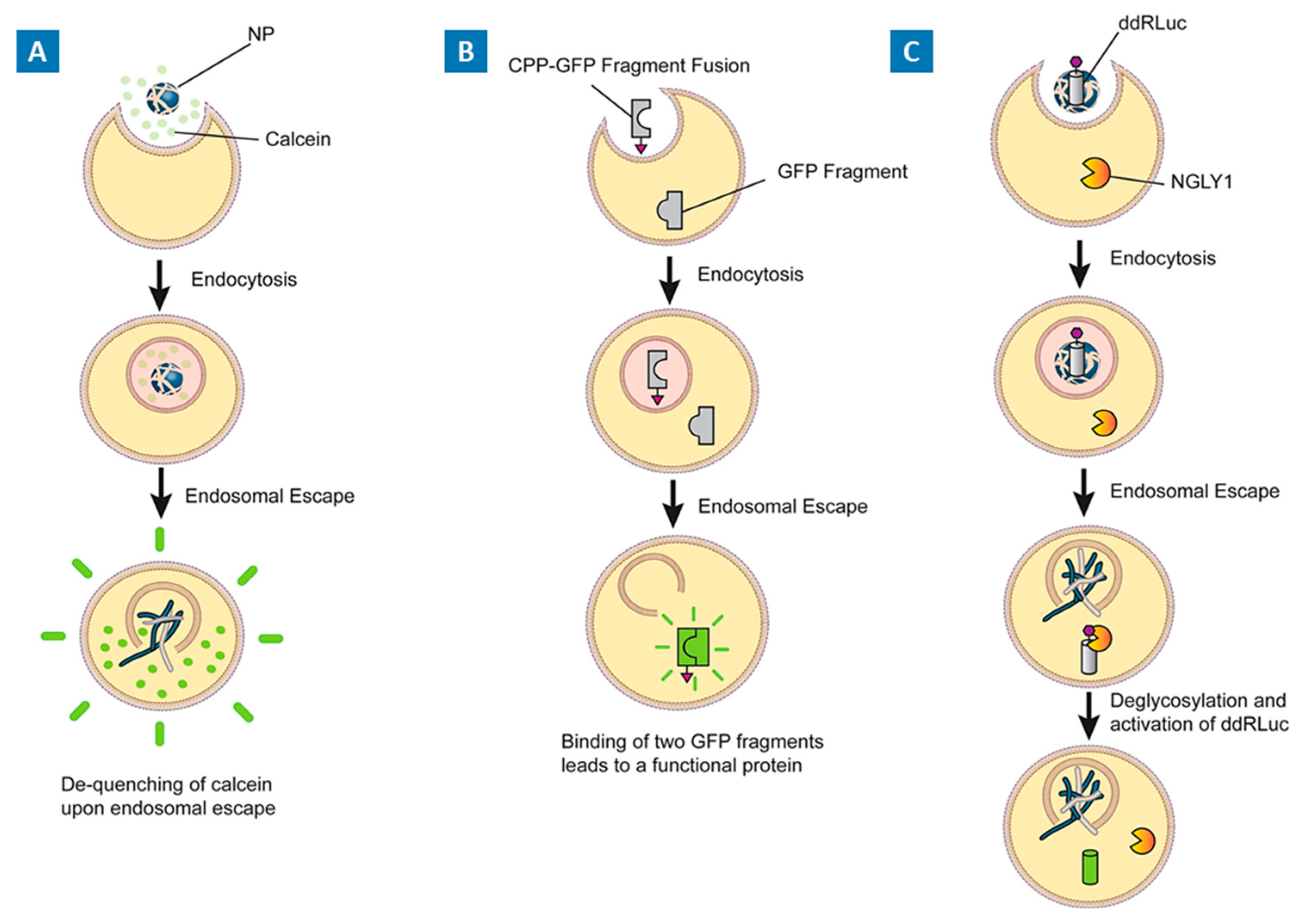 Molecules 29 03131 g002 Molecules 29 03131 g002