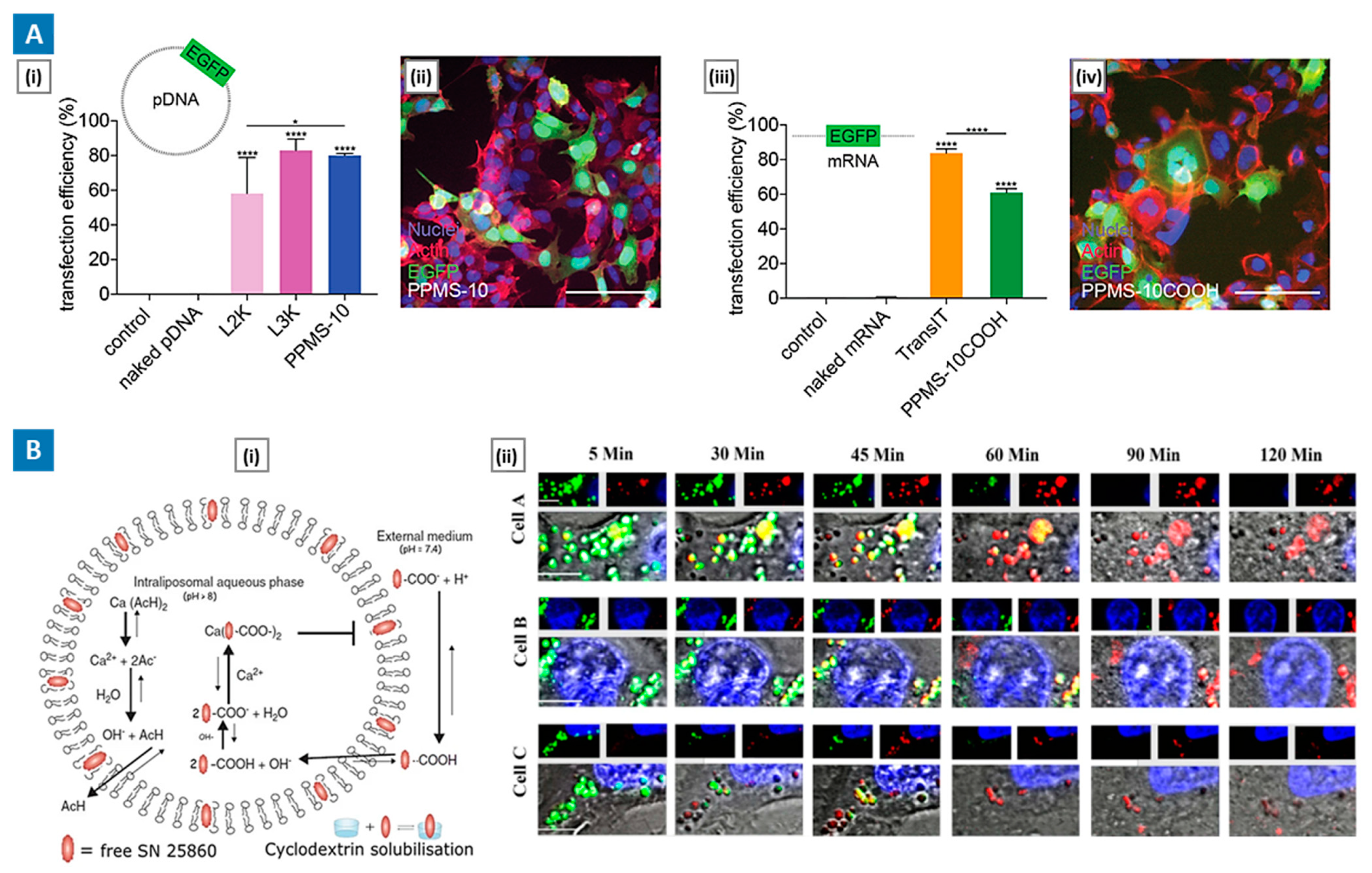 Molecules 29 03131 g004 Molecules 29 03131 g004