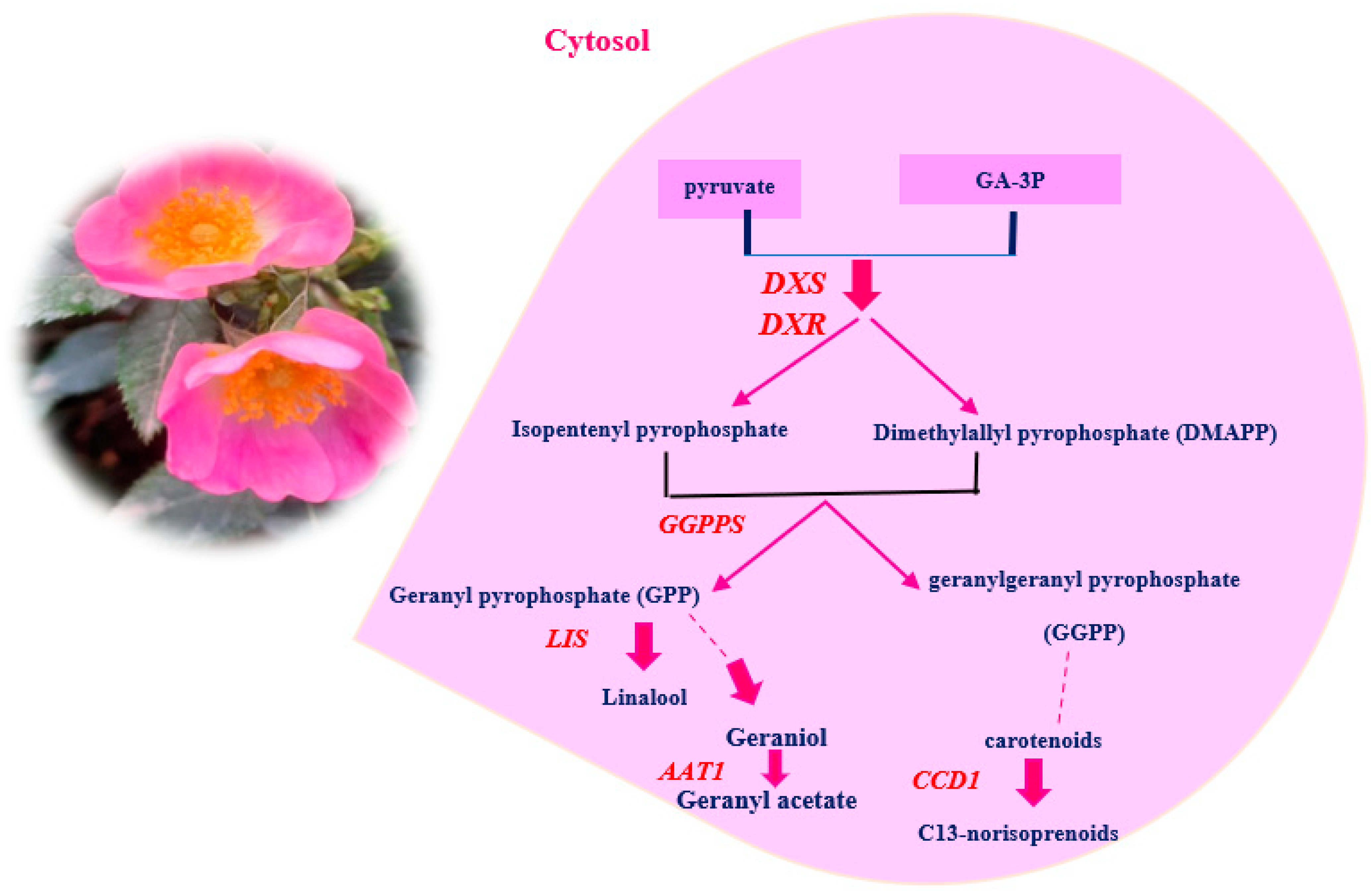 Molecules 29 03145 g008