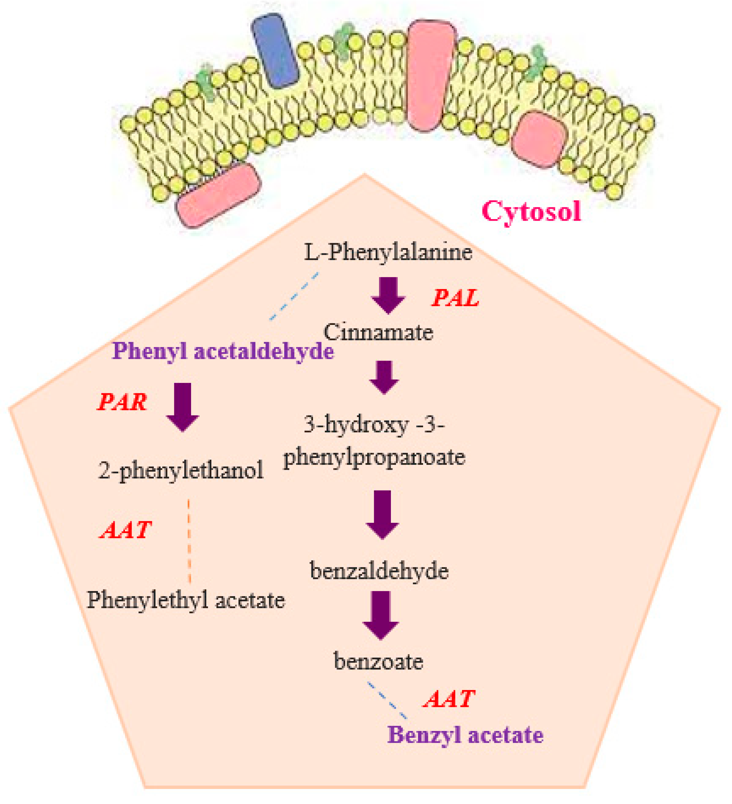 Molecules 29 03145 g009