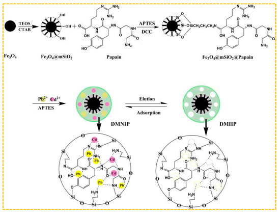 Application Prospect of Ion-Imprinted Polymers in Harmless