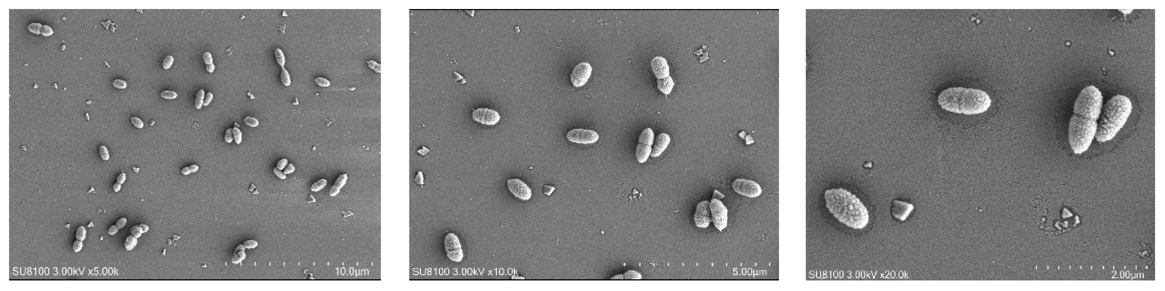 Molecules 29 03217 g004