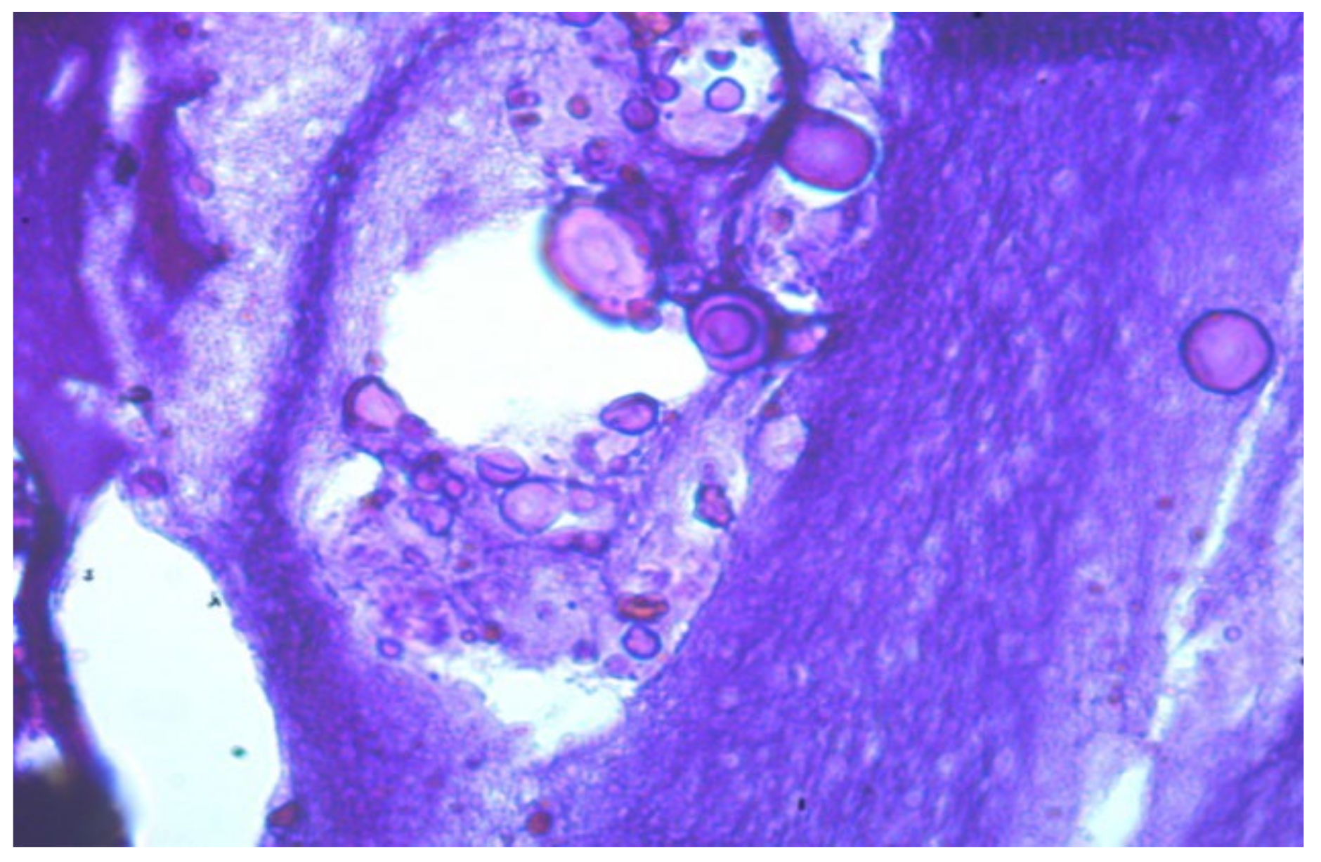 Molecules 29 03247 g008