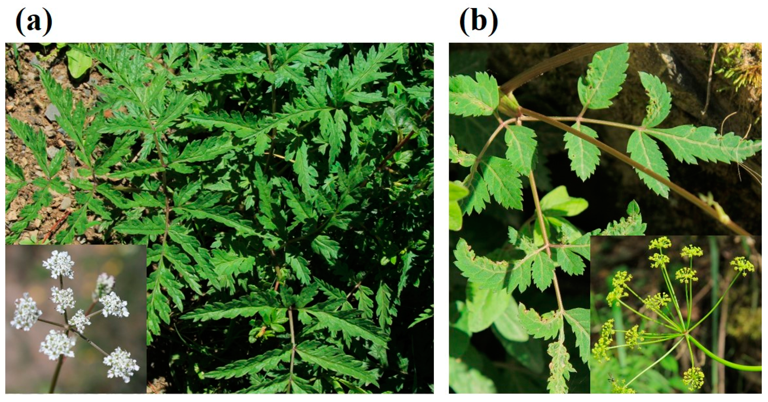 Molecules 29 03252 g001
