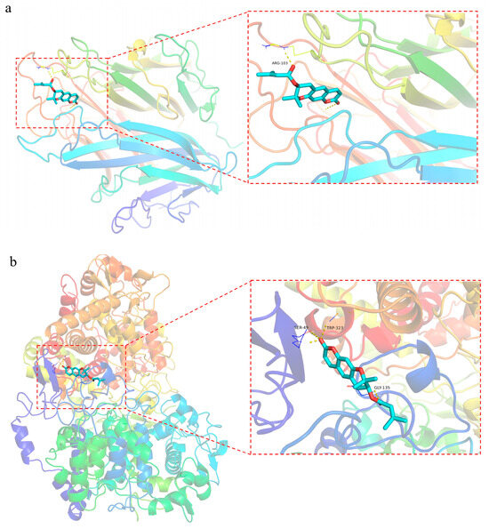 Study on the Anti-Inflammatory Mechanism of Coumarins in