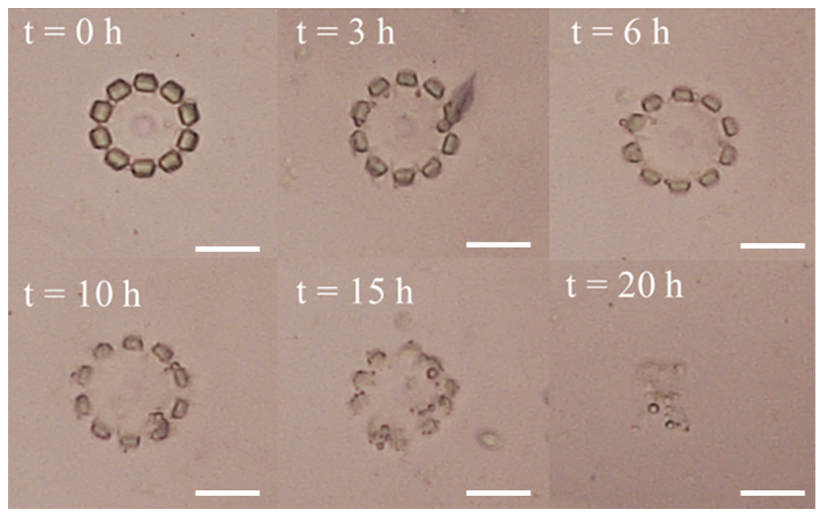 Molecules 29 03351 g008