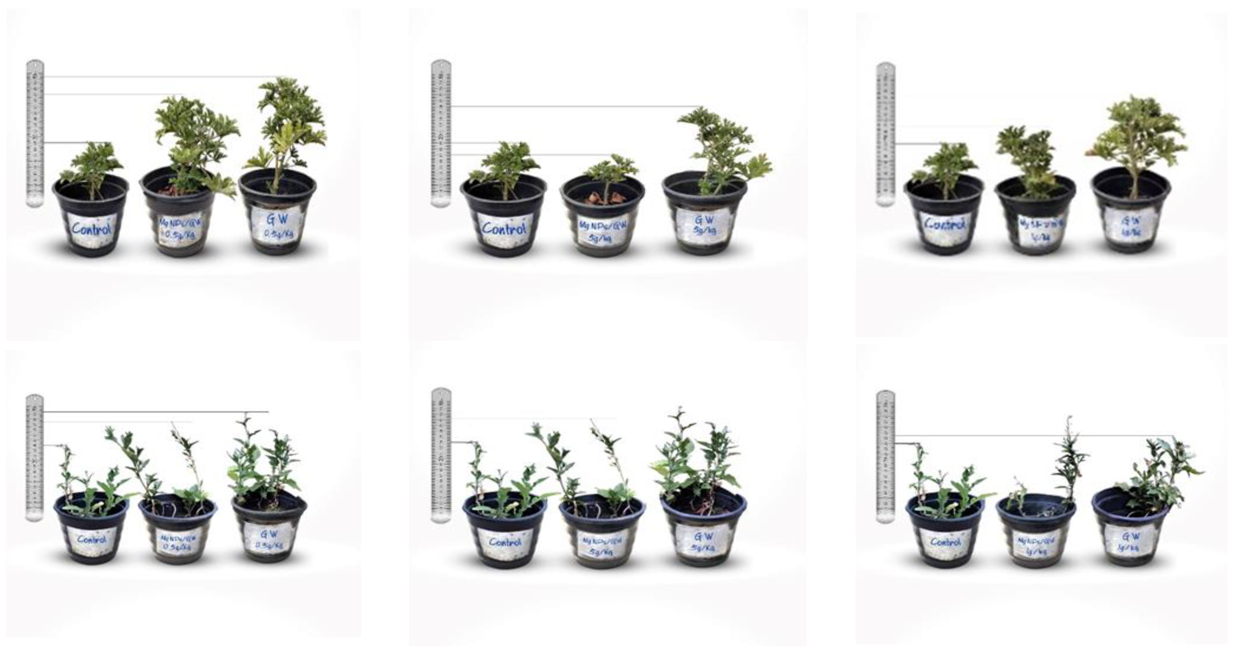 Molecules 29 03394 g008