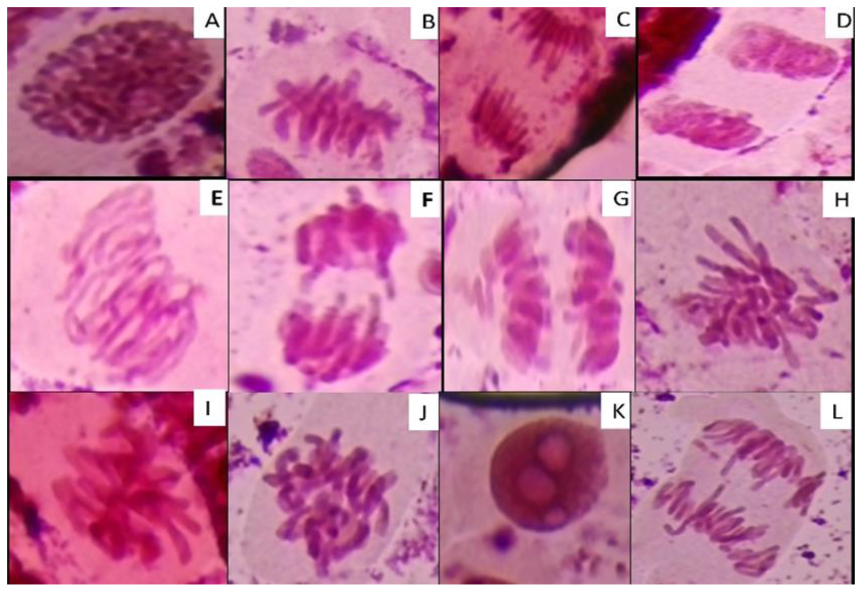 Molecules 29 03394 g009