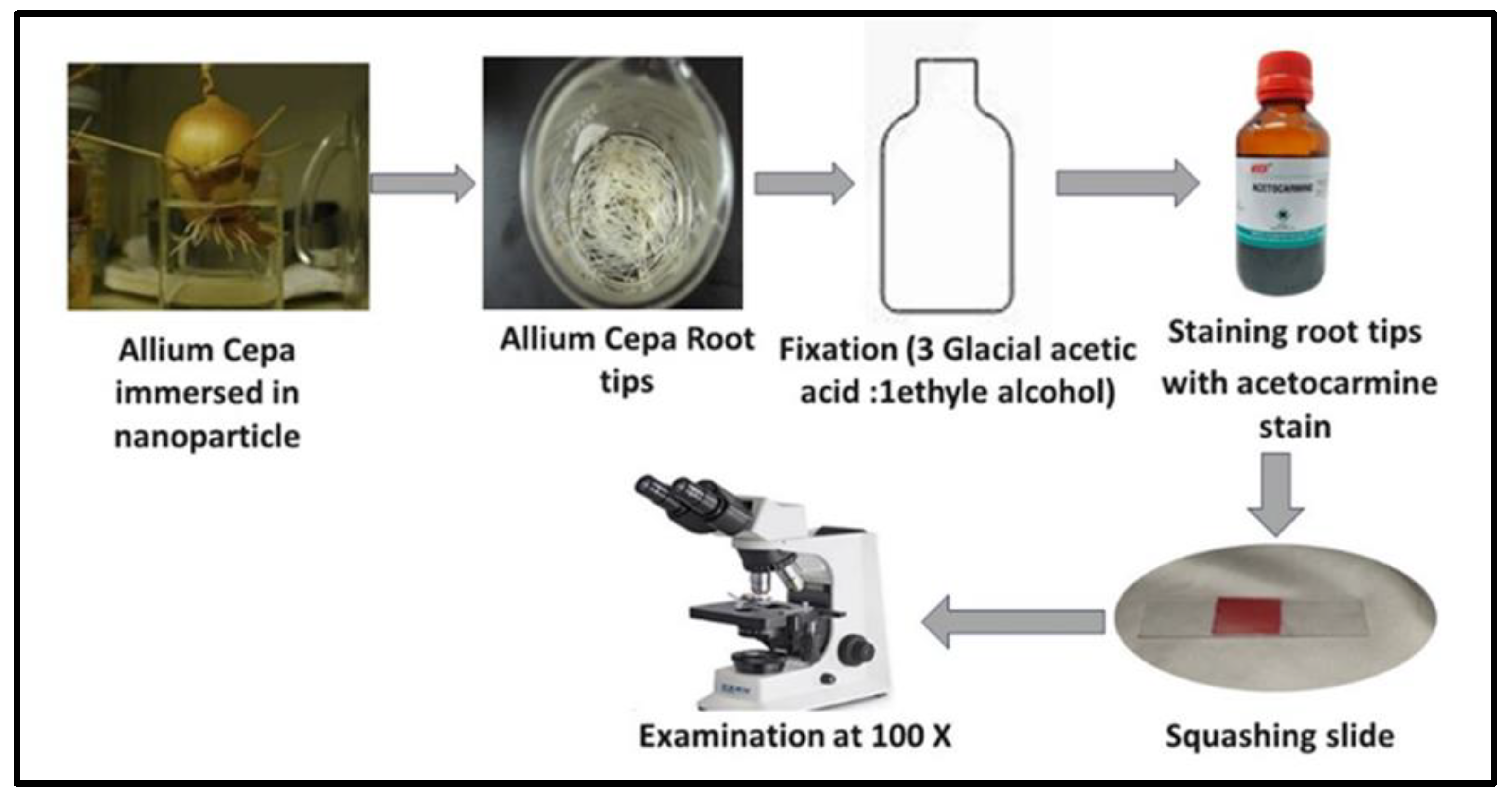 Molecules 29 03394 sch003
