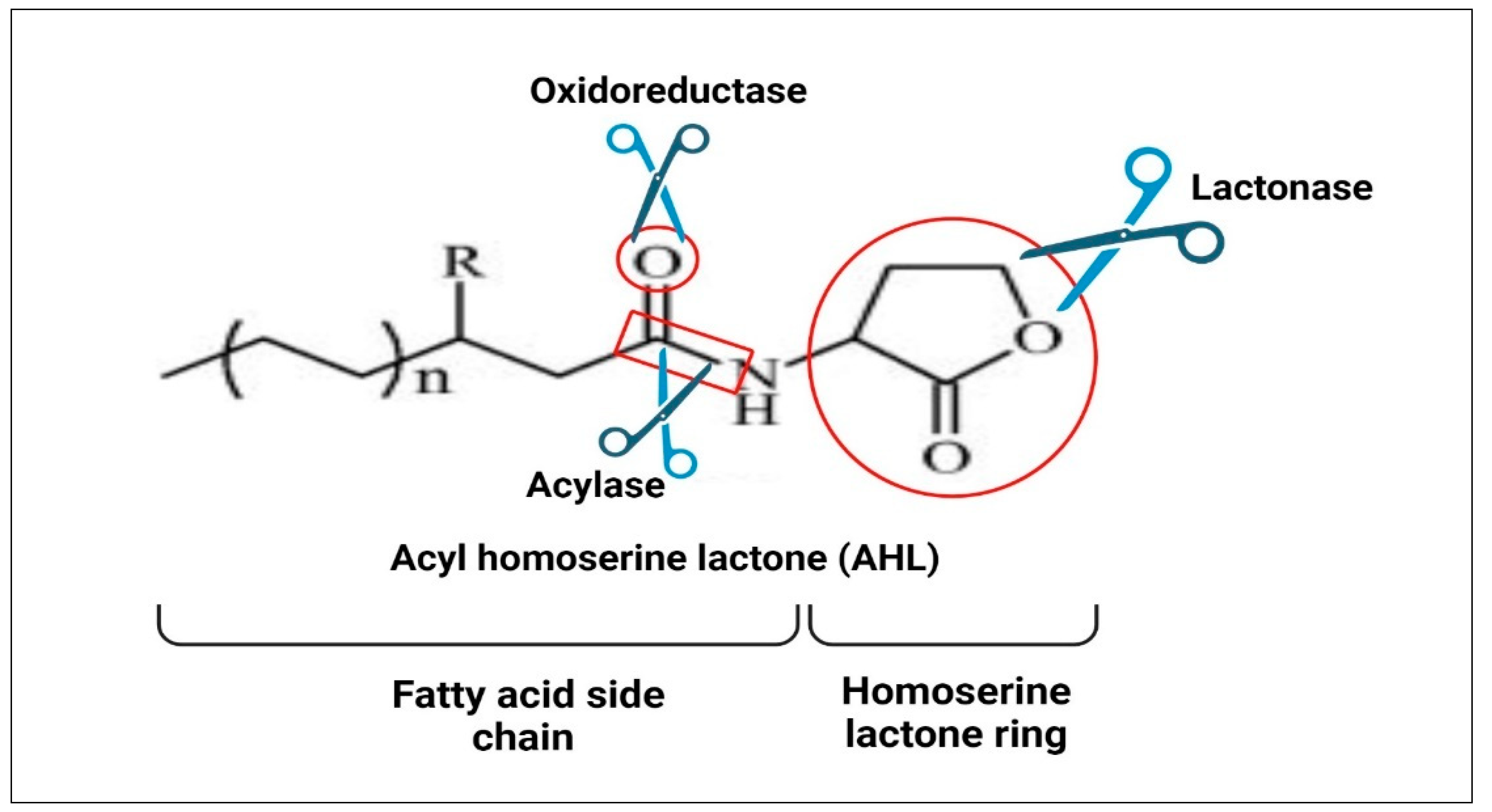 Molecules 29 03466 g003 Molecules 29 03466 g003
