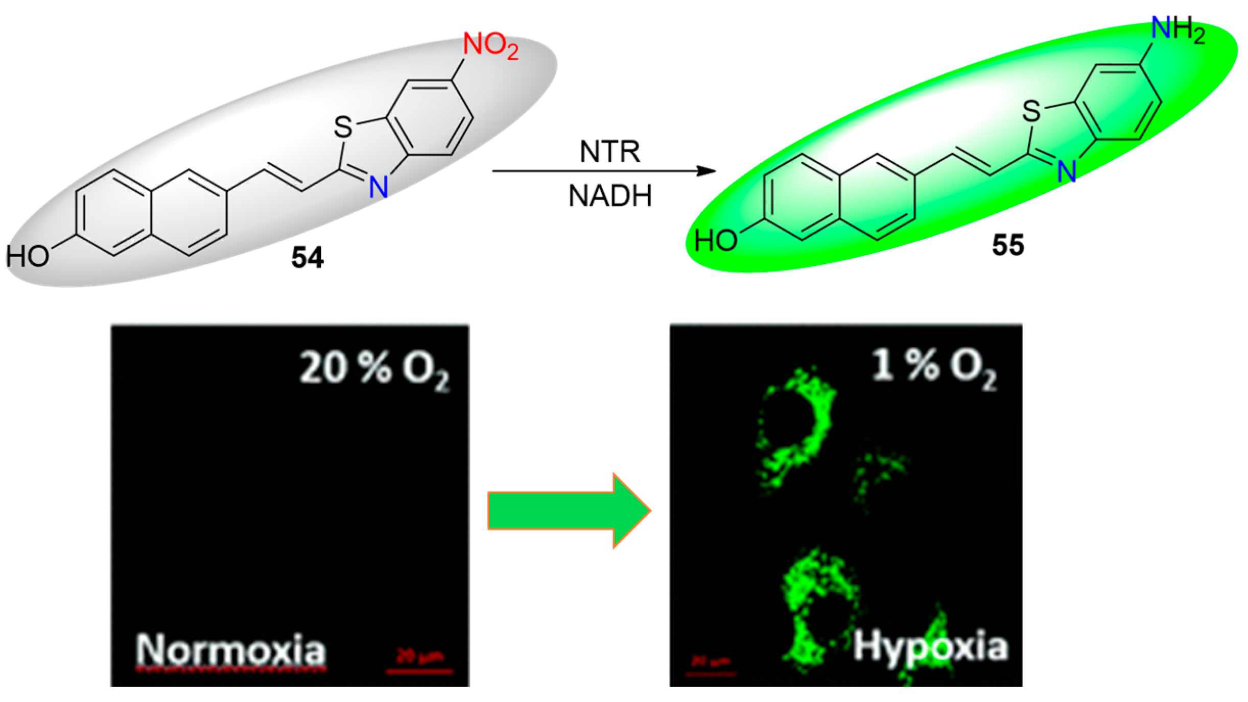 Molecules 29 03475 g021
