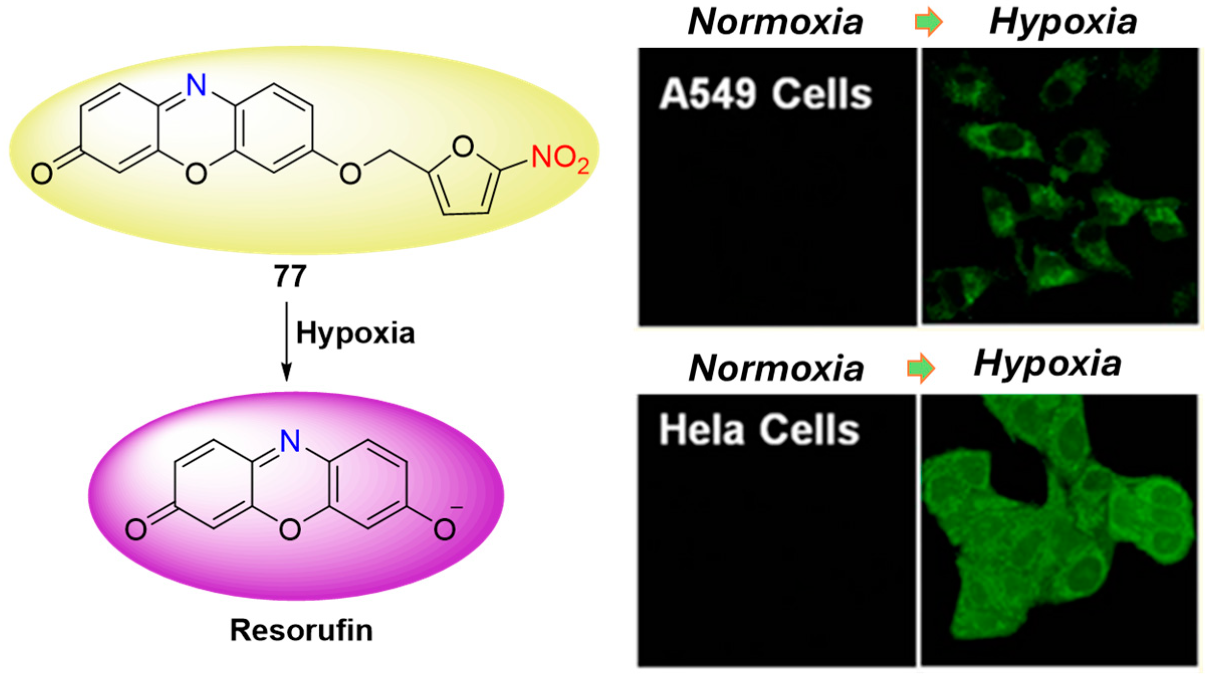 Molecules 29 03475 g035