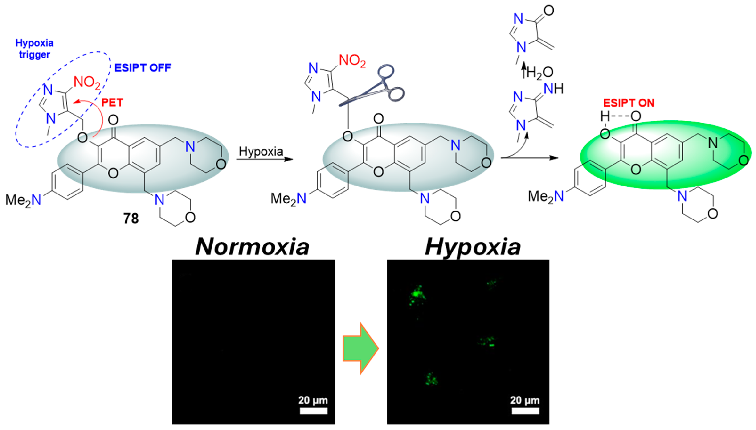 Molecules 29 03475 g036