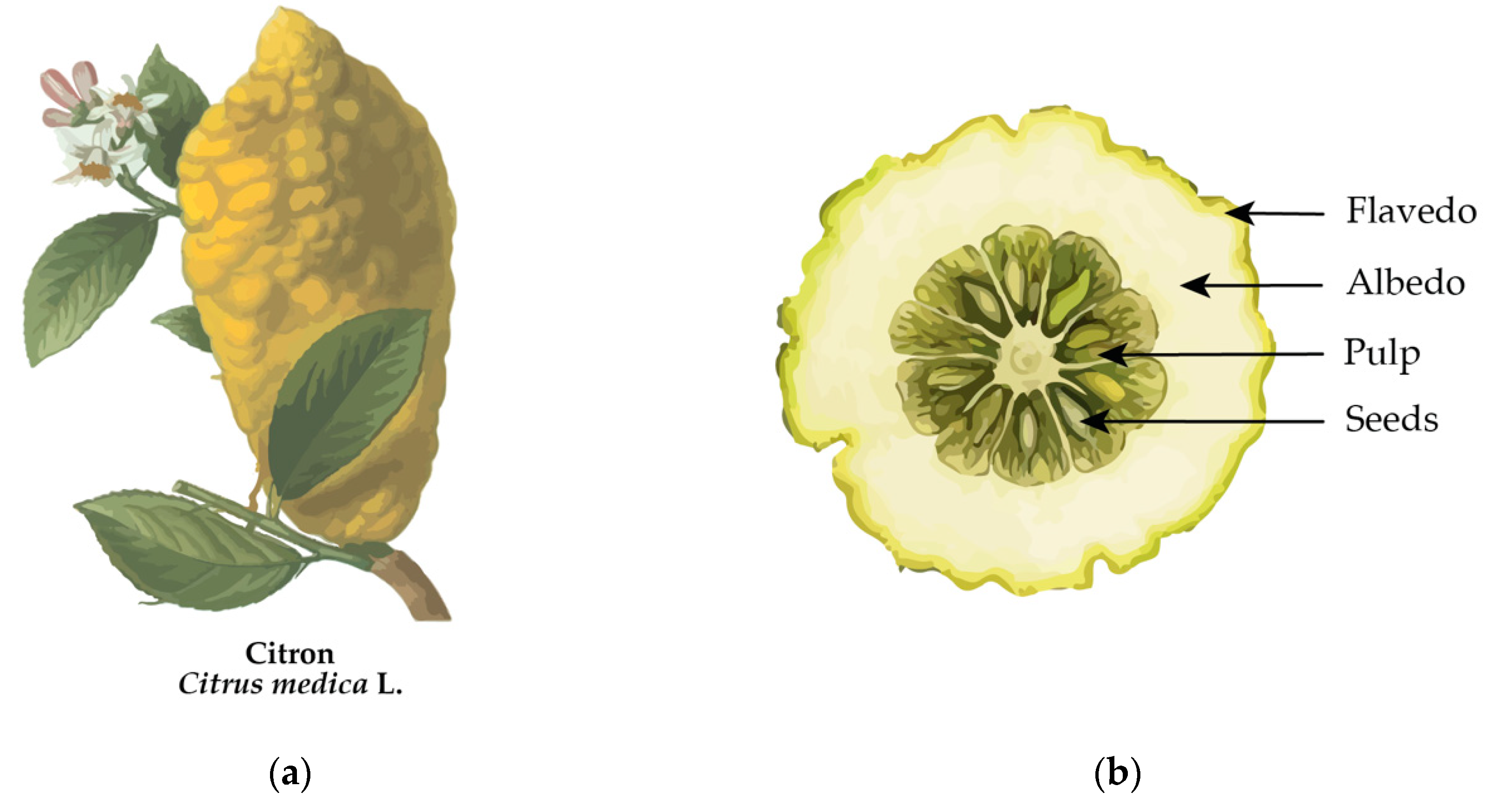 Molecules 29 03533 g001