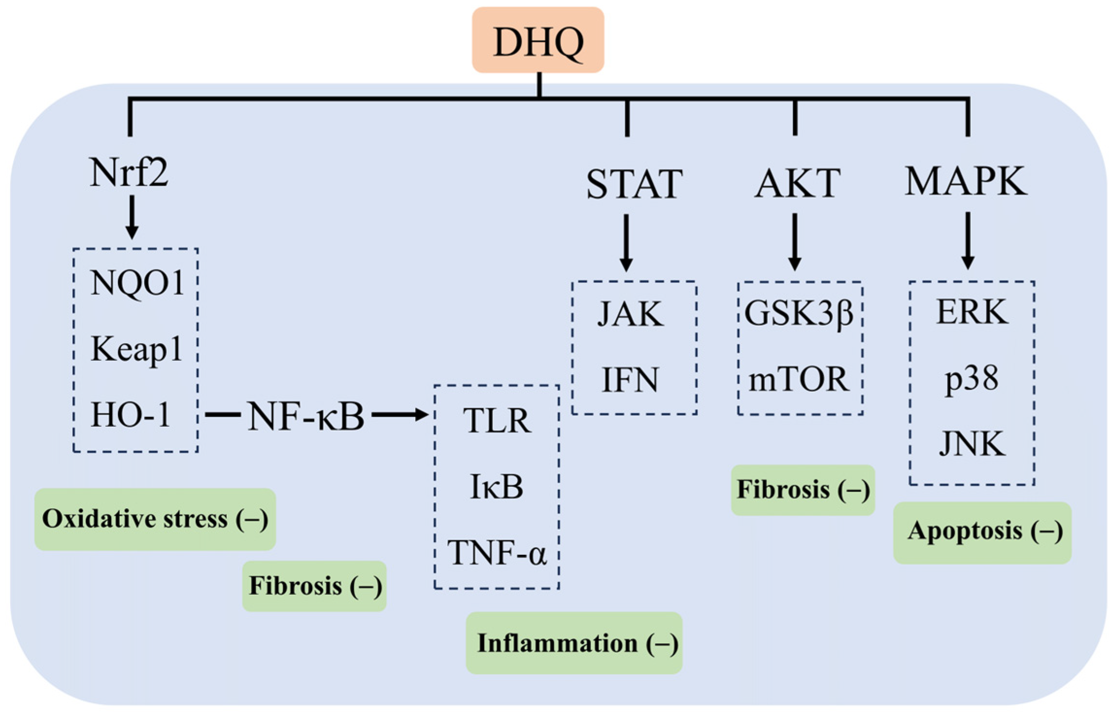 Larch Bark Extract DHQ  Mechanism Of Action In The Gut