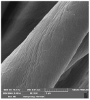 Molecules 29 03541 i002