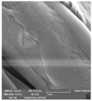 Molecules 29 03541 i004