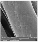 Molecules 29 03541 i010