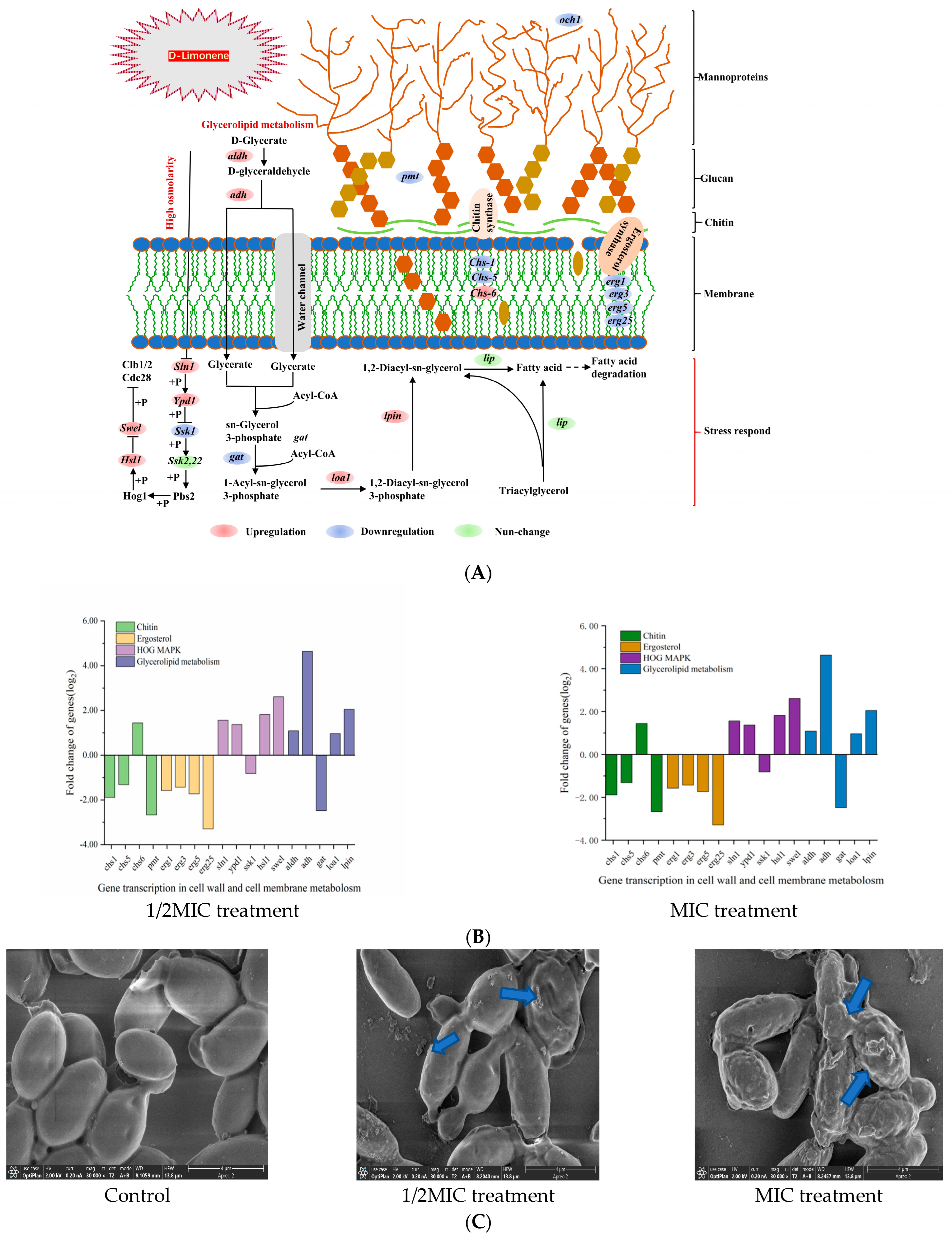 Molecules 29 03561 g002a
