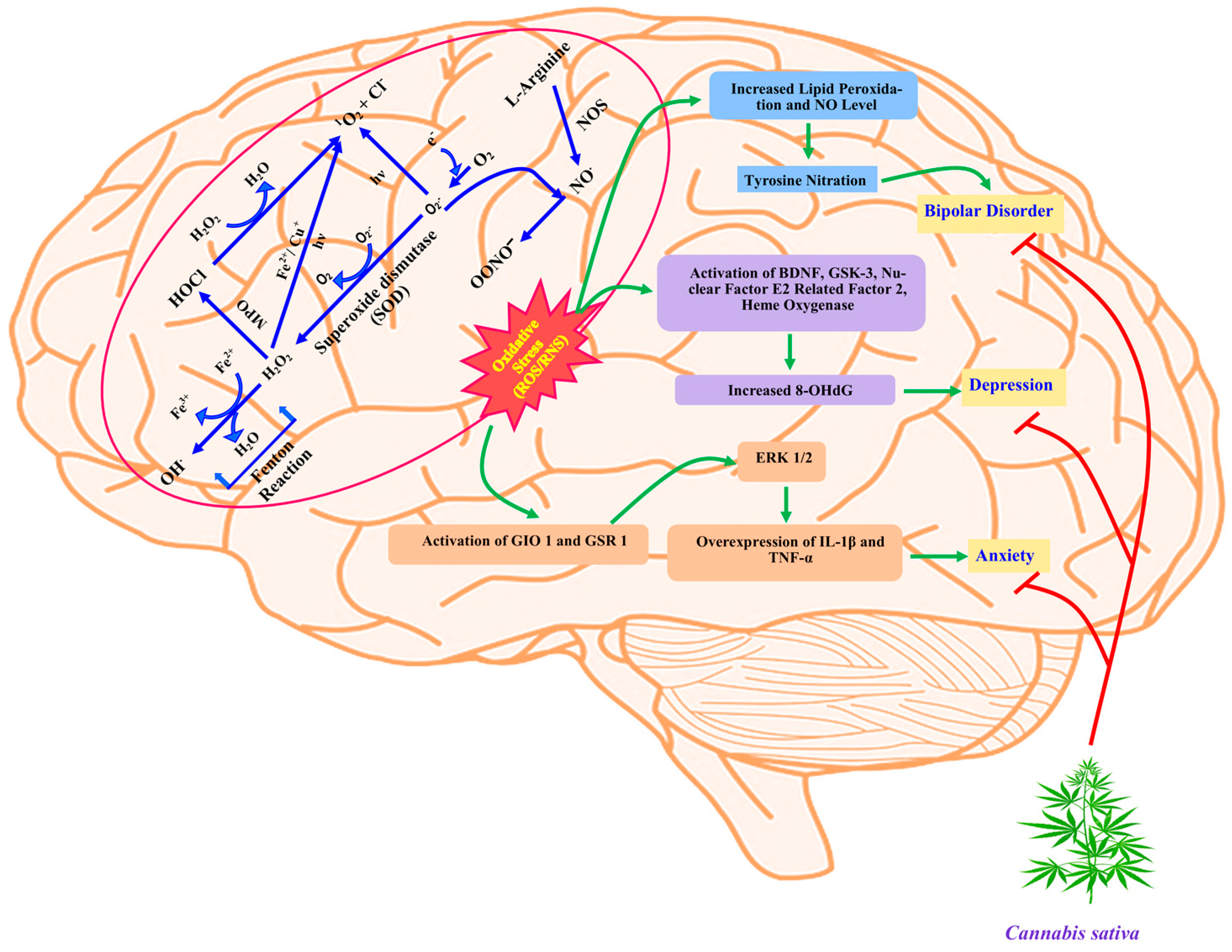 Molecules 29 03605 g001
