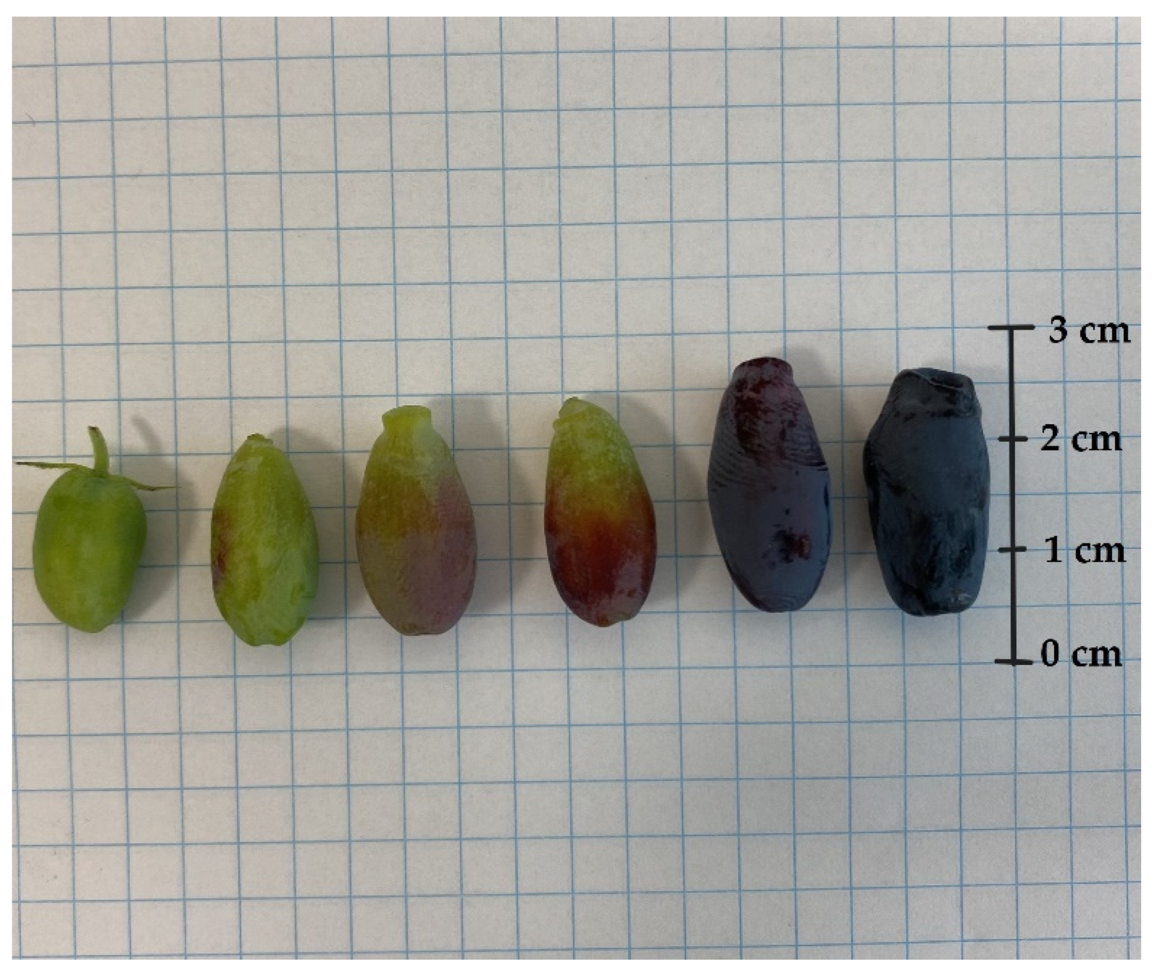 Molecules 29 03616 g004