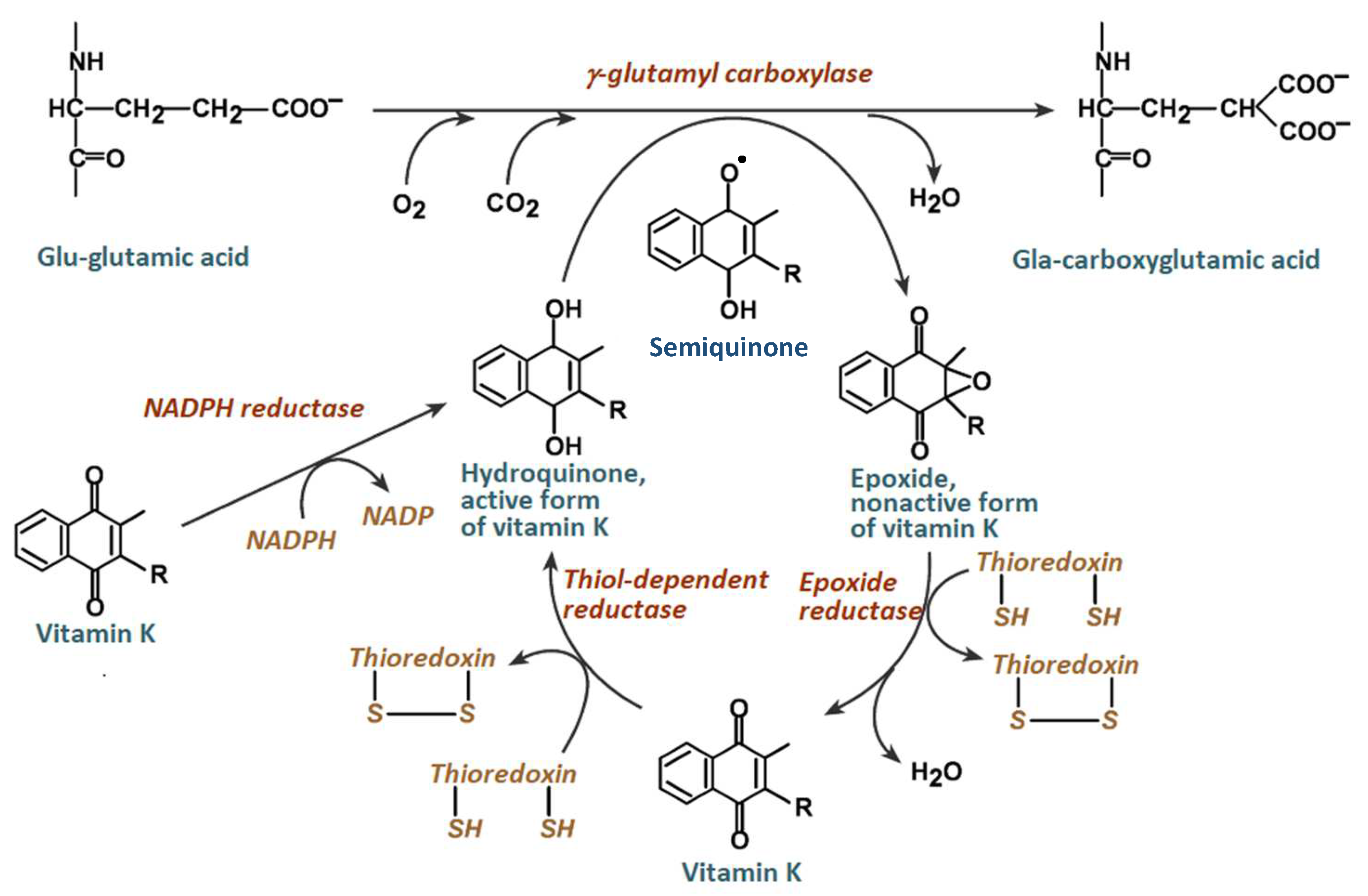 Molecules 29 03655 g001