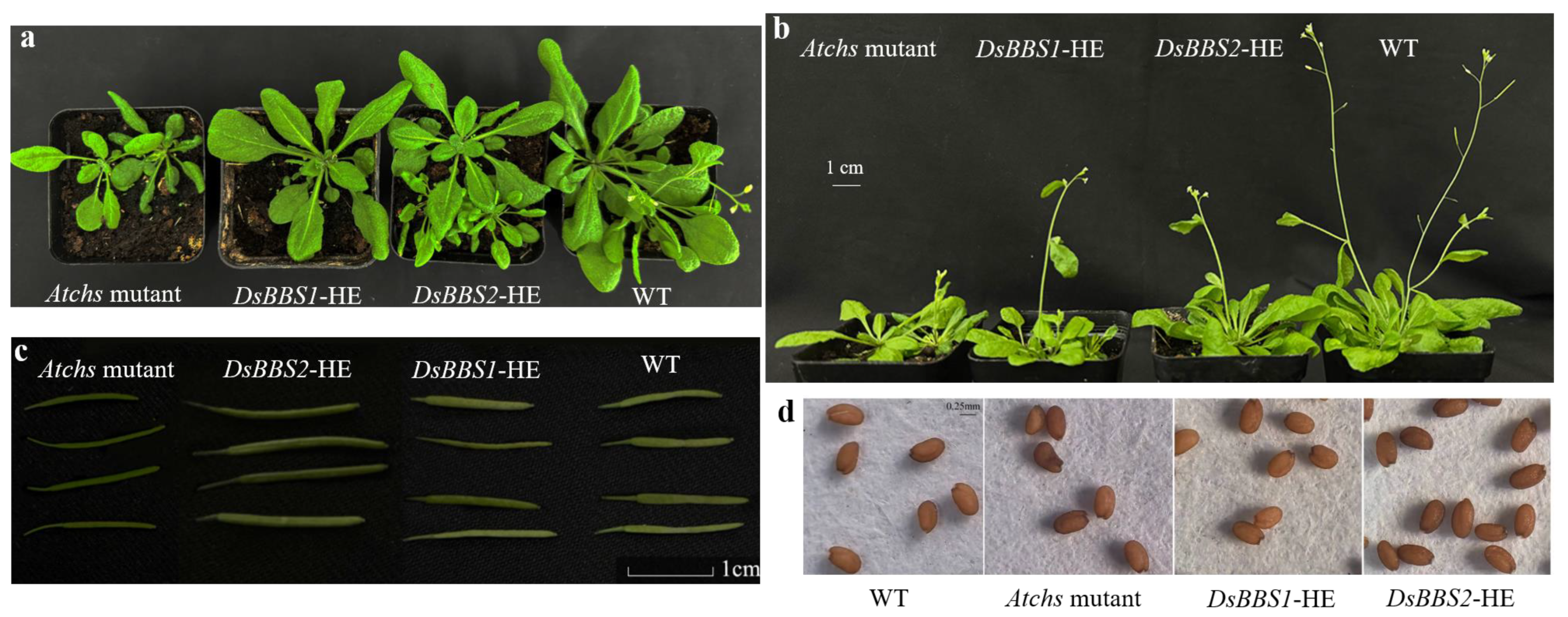 Molecules 29 03682 g005