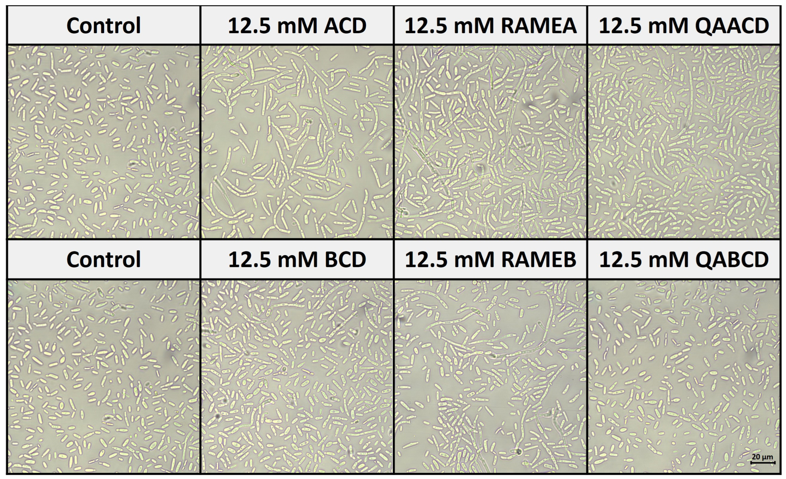 Molecules 29 03698 g007