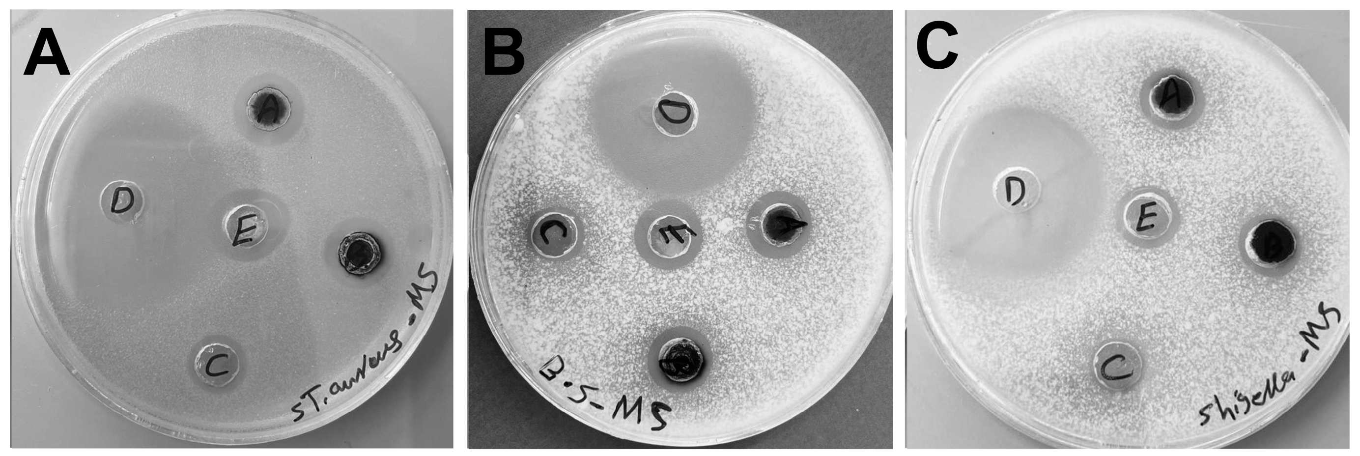 Molecules 29 03750 g010