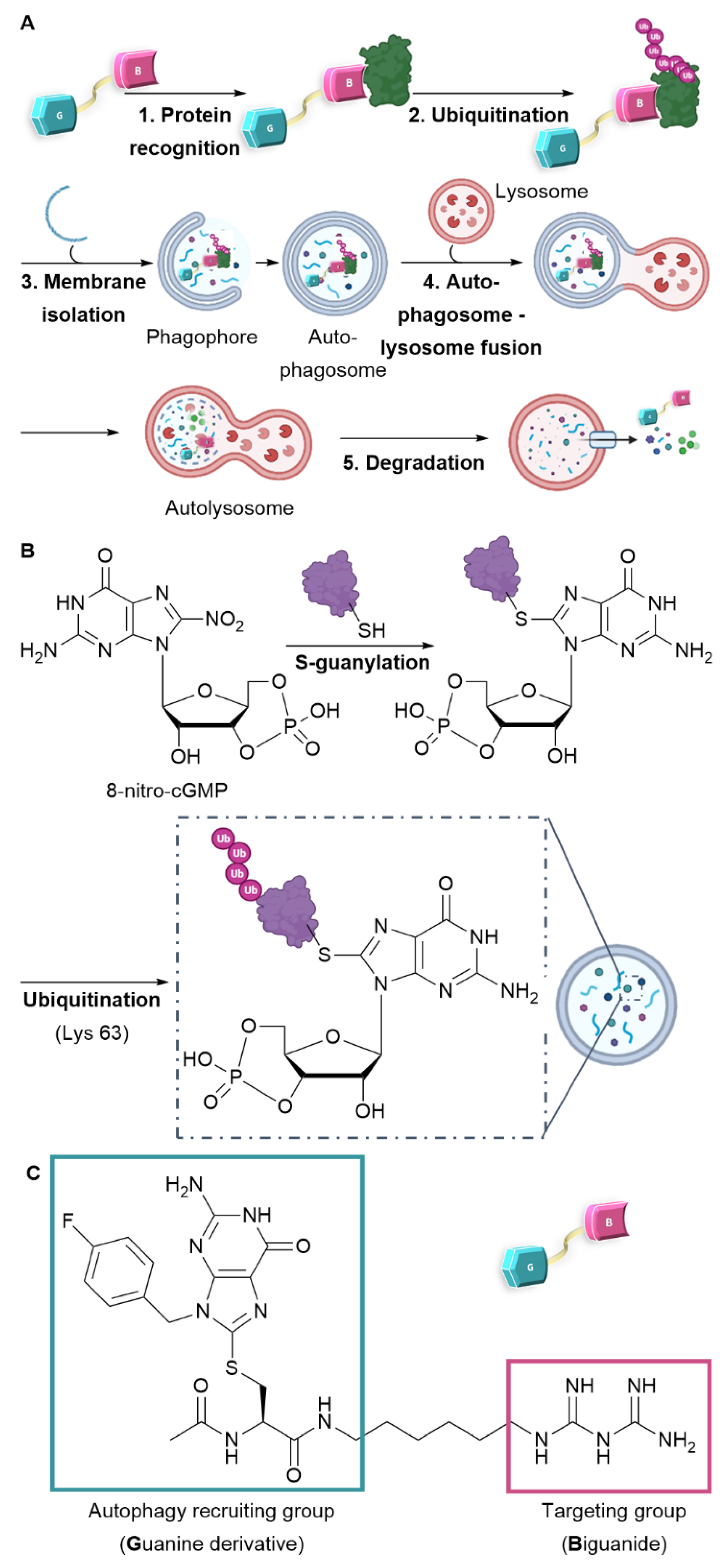 Molecules 29 03773 g001