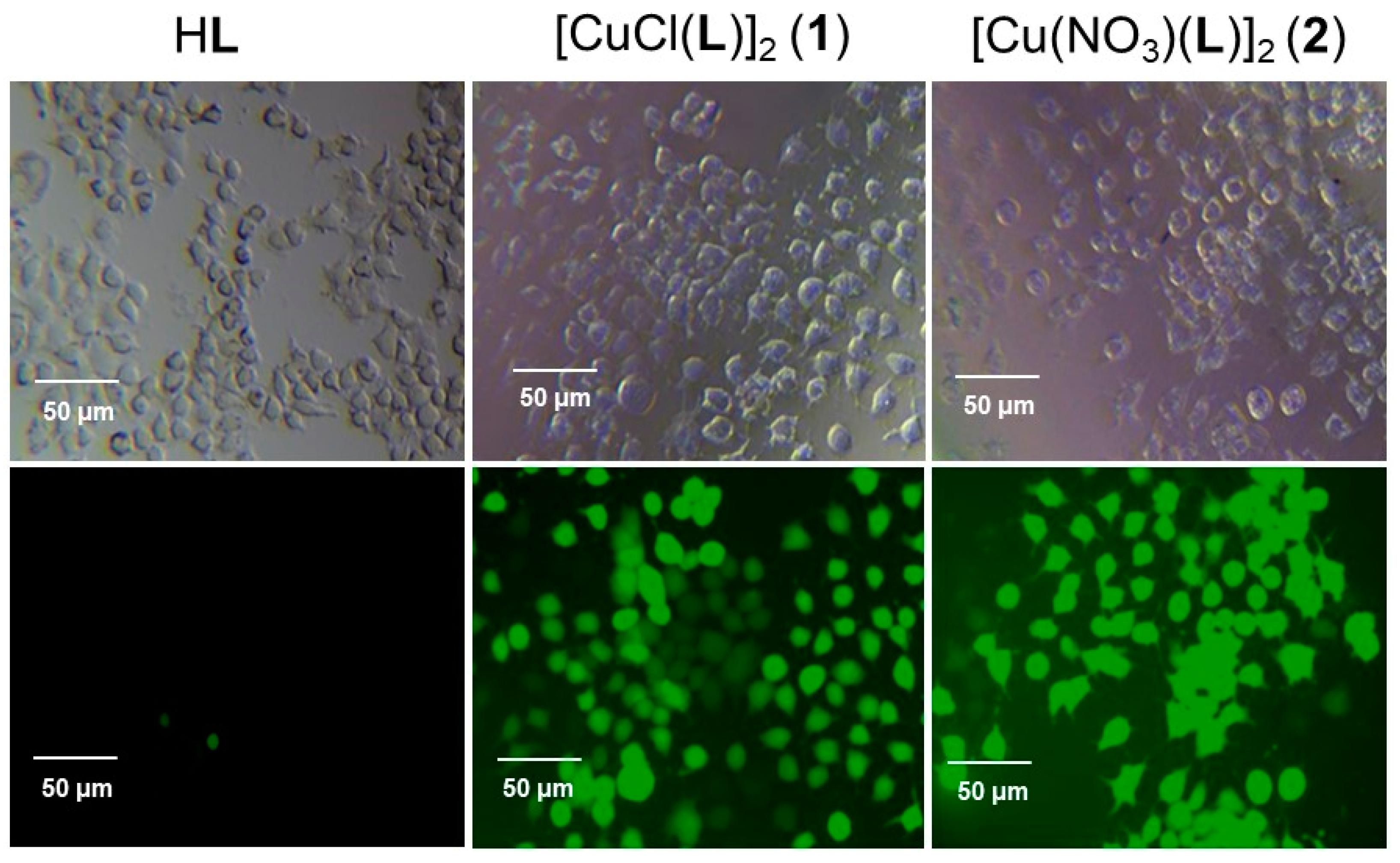 Molecules 29 03832 g006