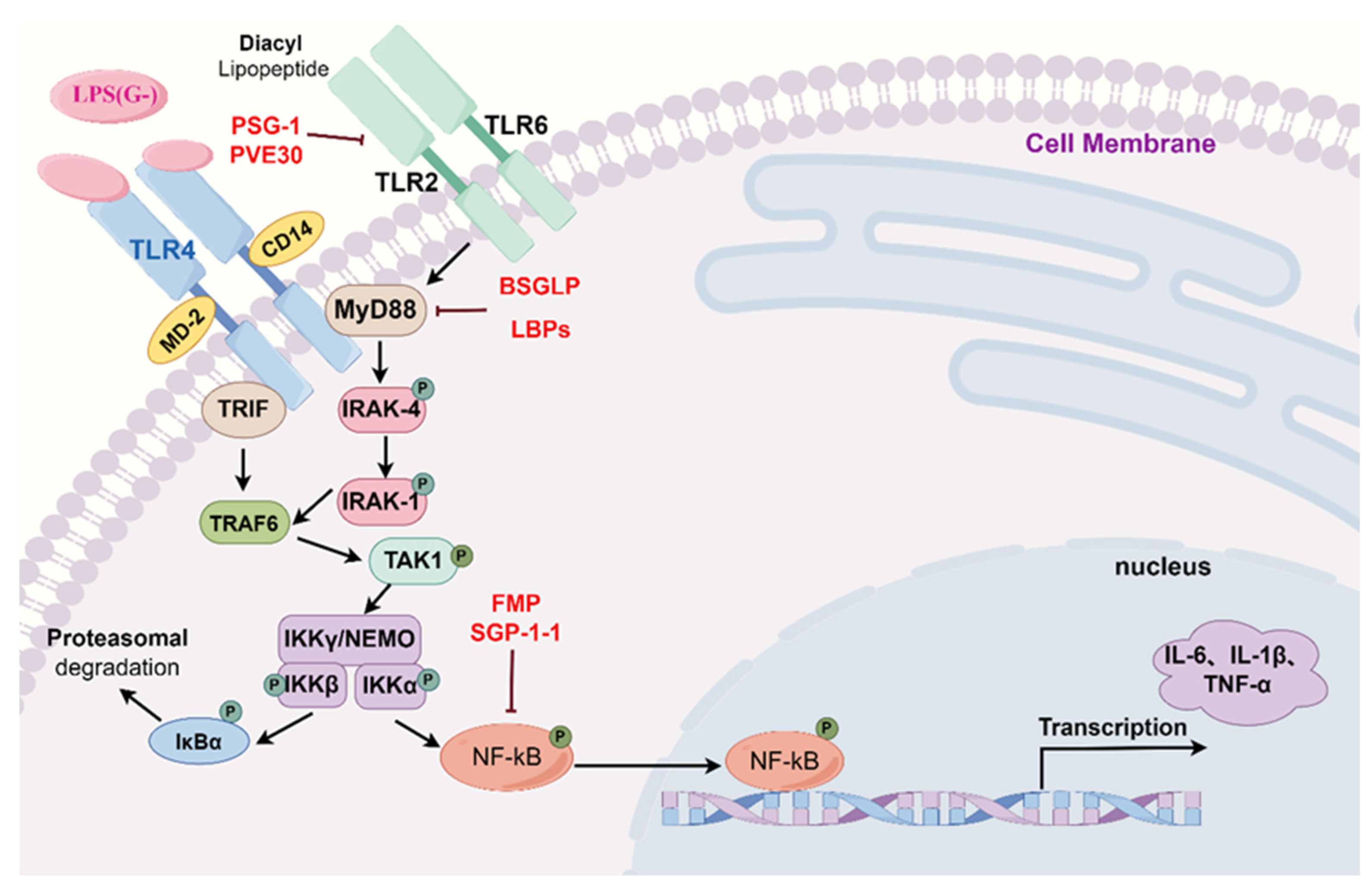 Molecules 29 03852 g002