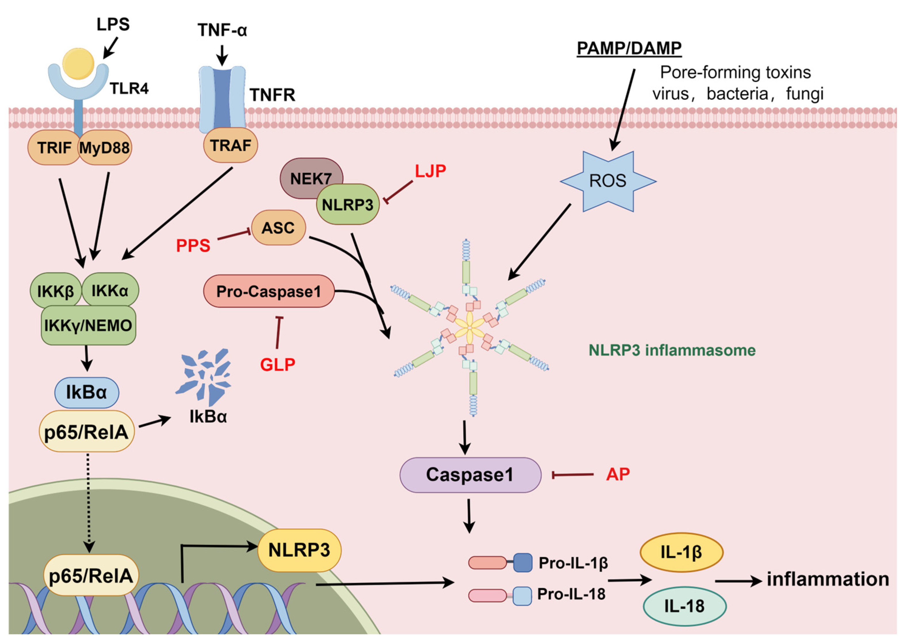 Molecules 29 03852 g004