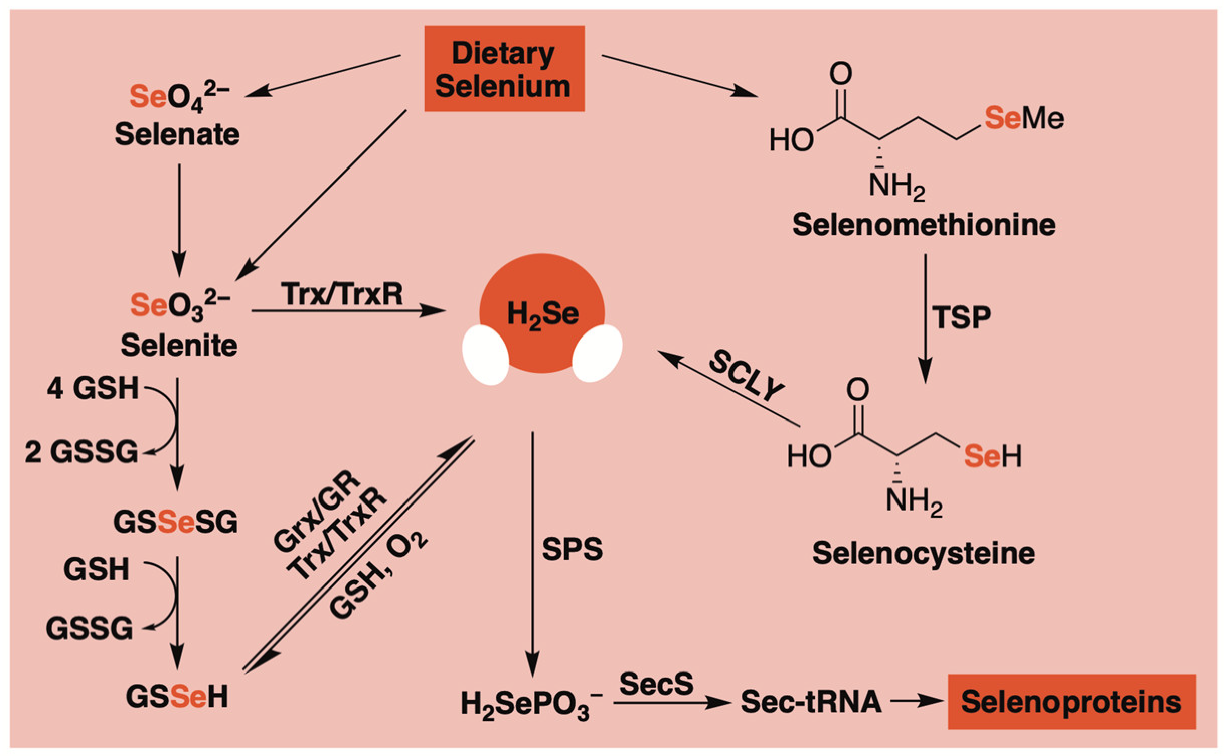 Molecules 29 03863 g001 Molecules 29 03863 g001