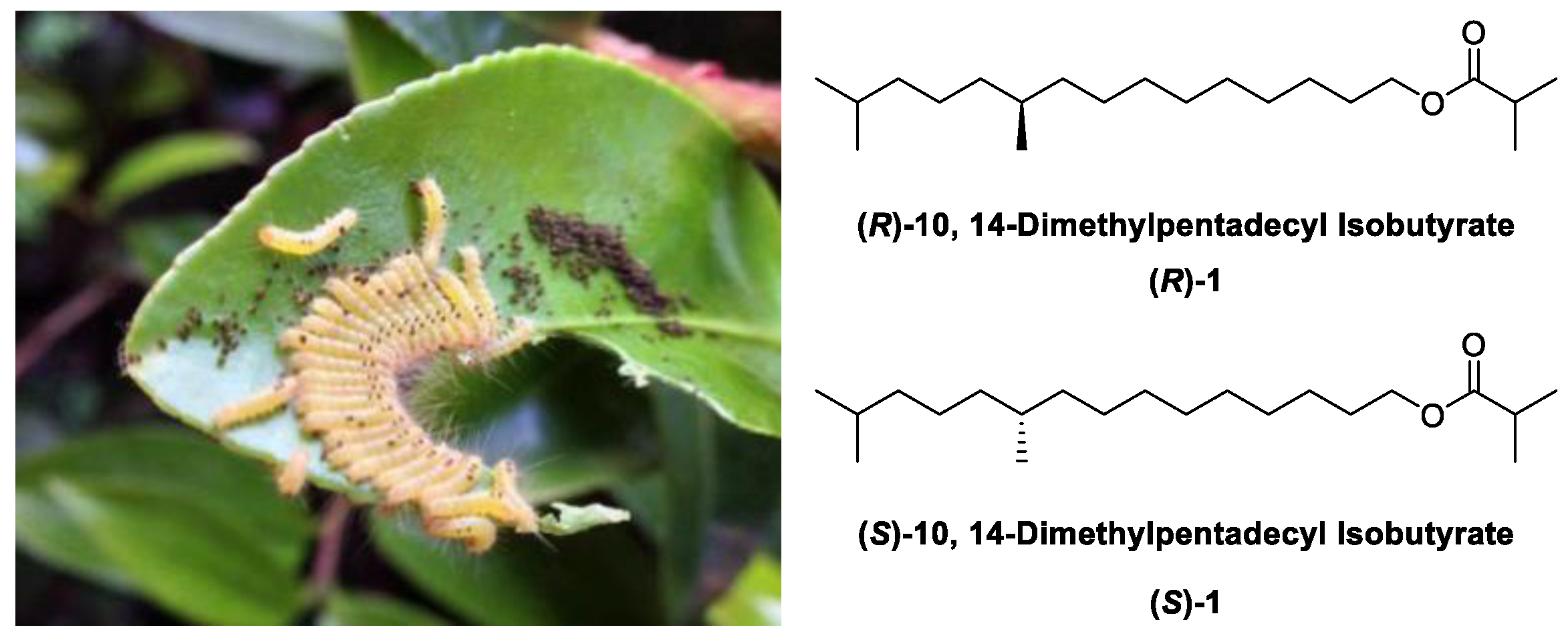 Molecules 29 03866 g001