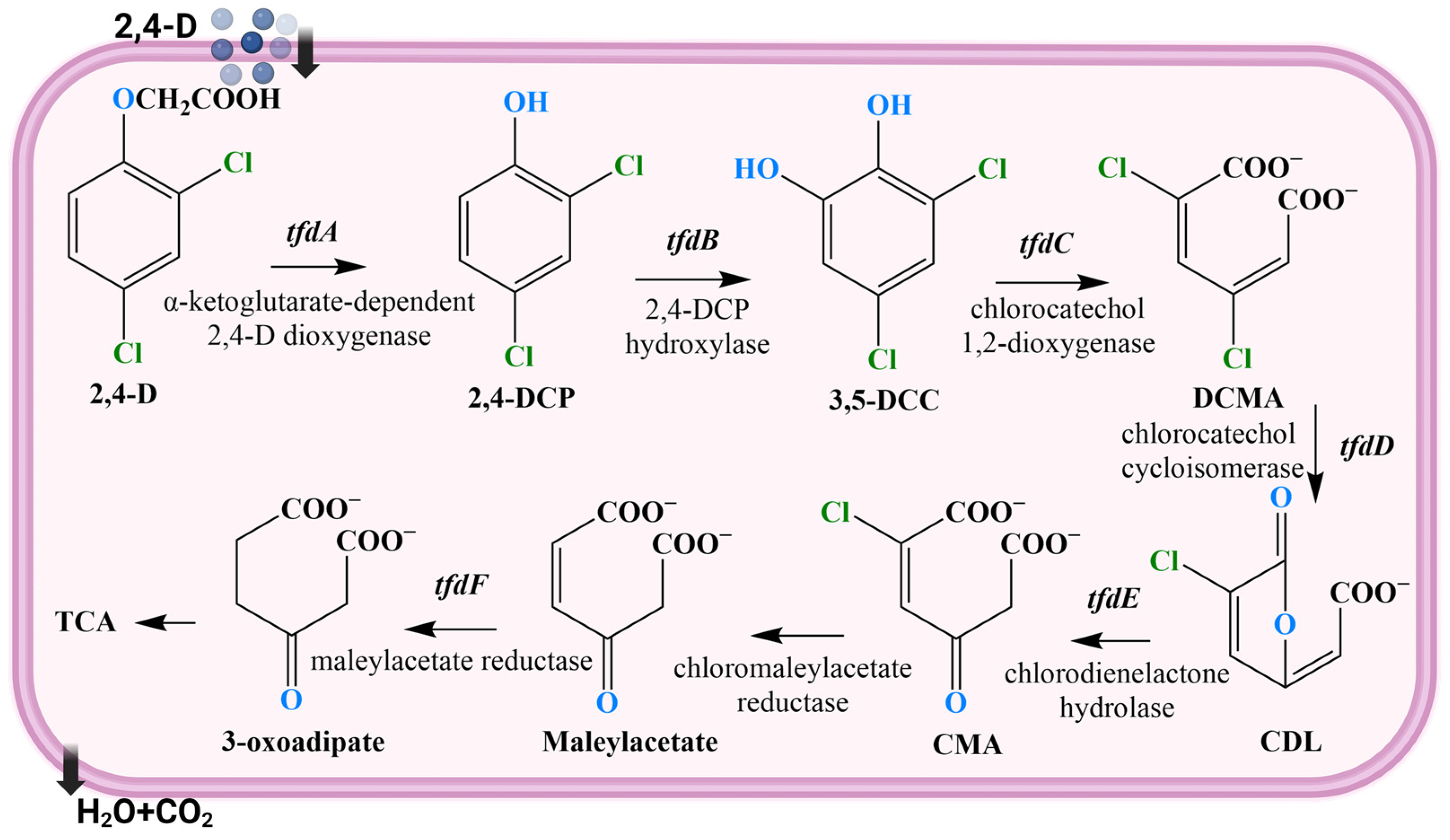 Molecules 29 03869 g004