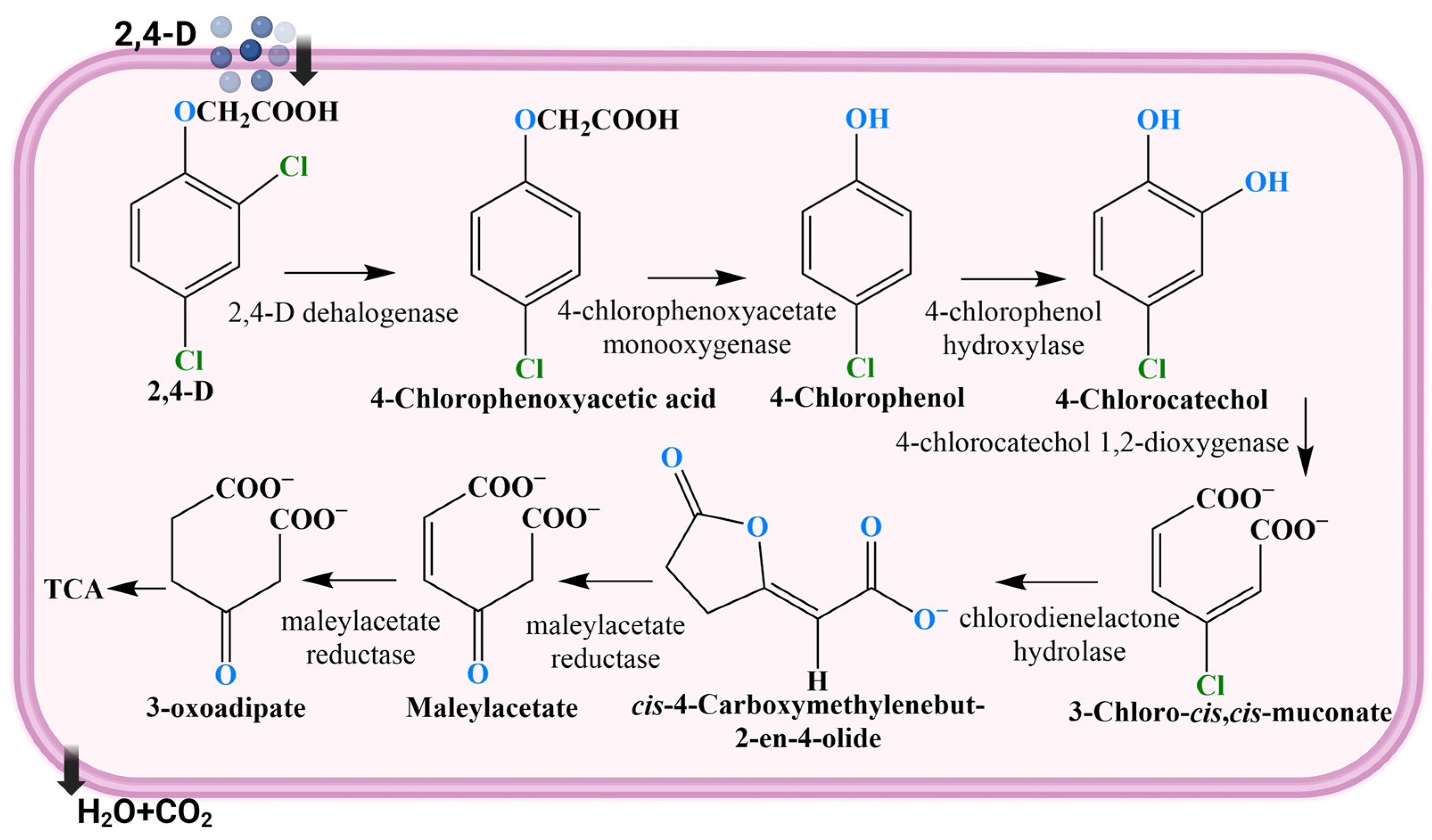 Molecules 29 03869 g005