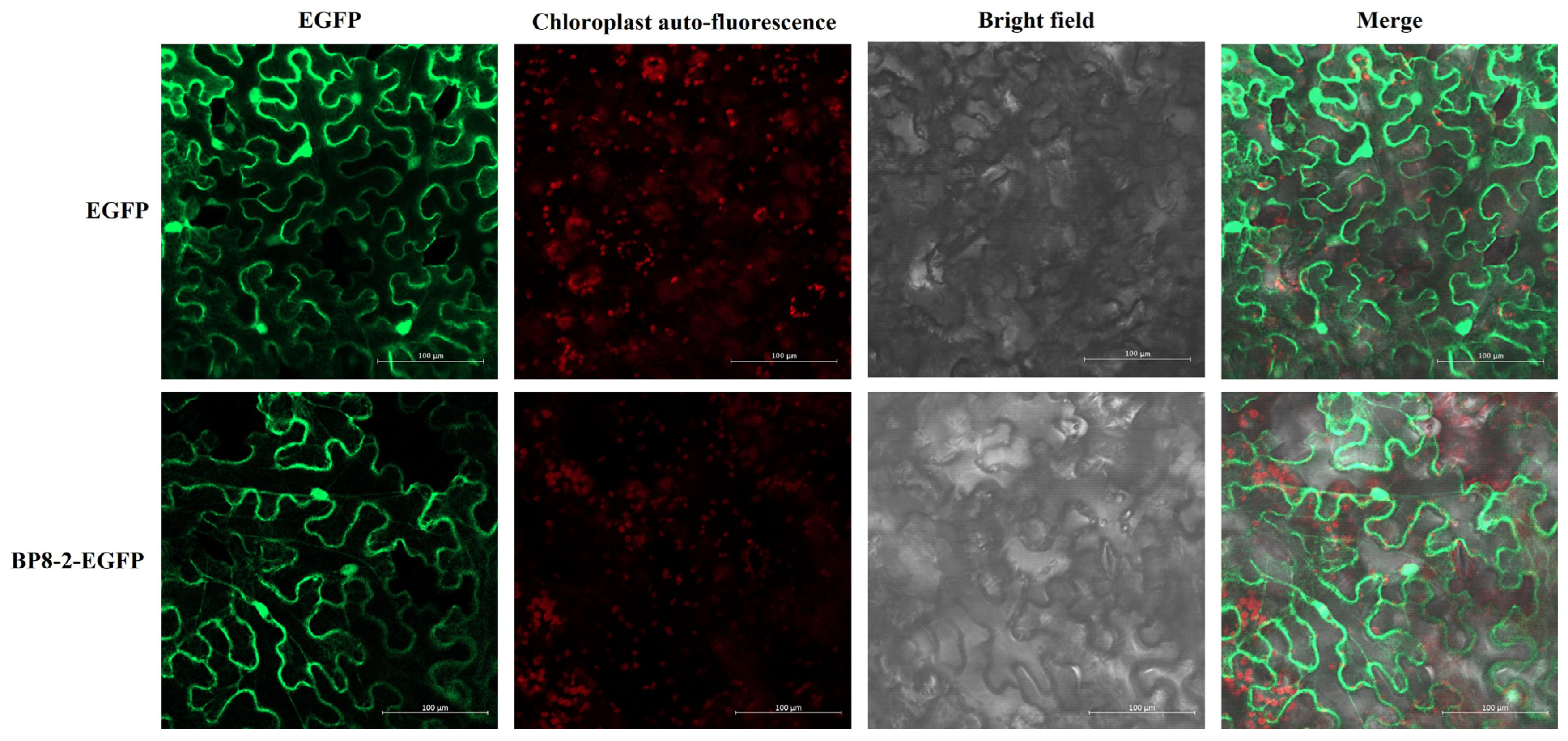 Molecules 29 03876 g001