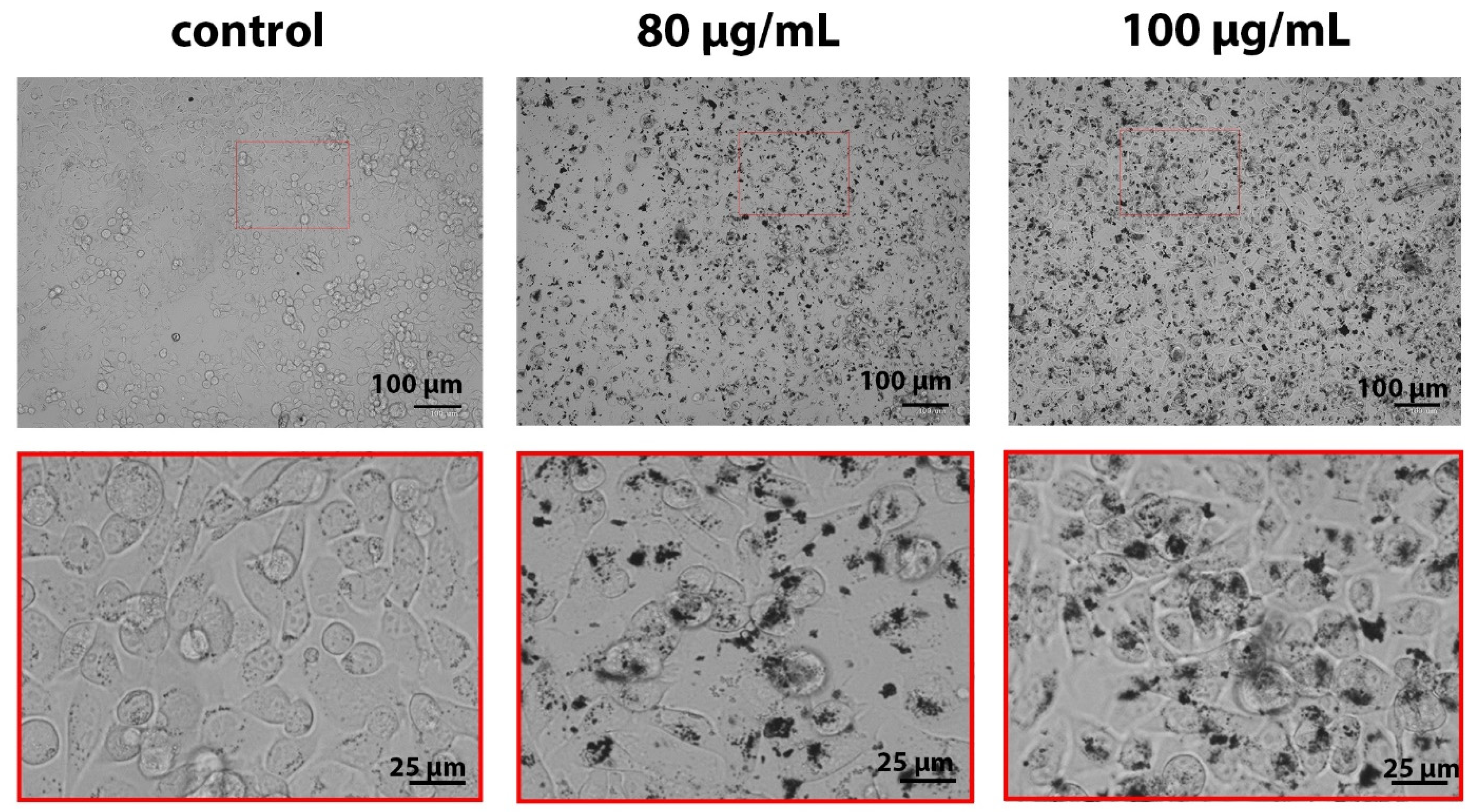 Molecules 29 03936 g002