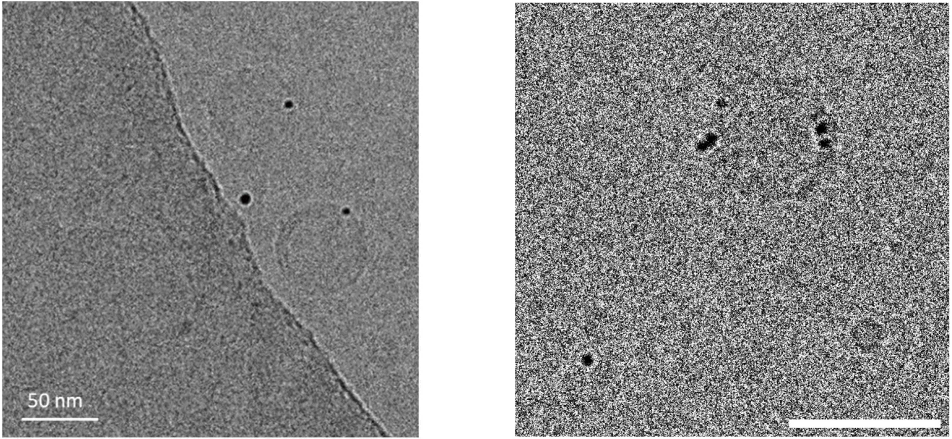 Molecules 29 03998 g005