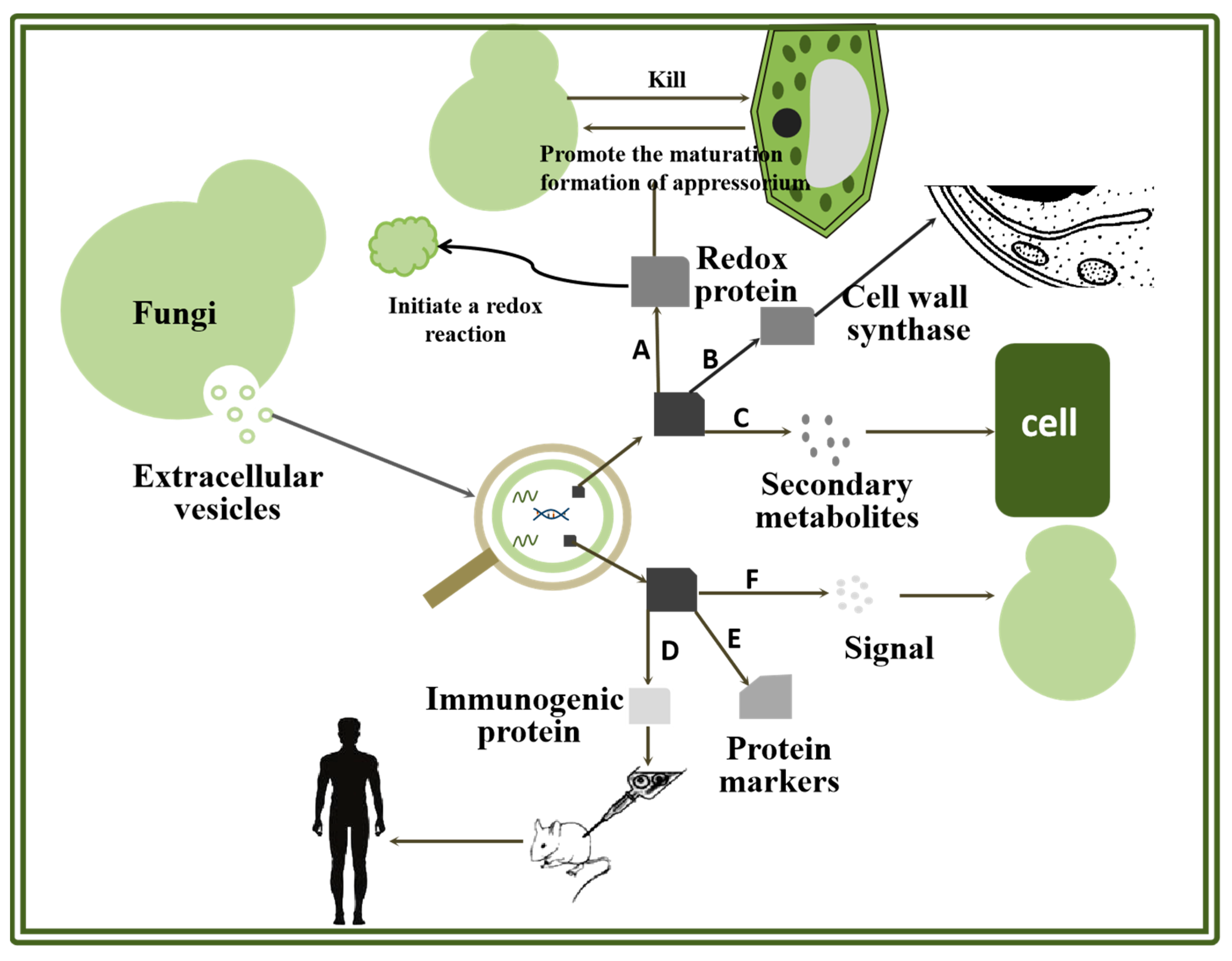 Molecules 29 04012 g001