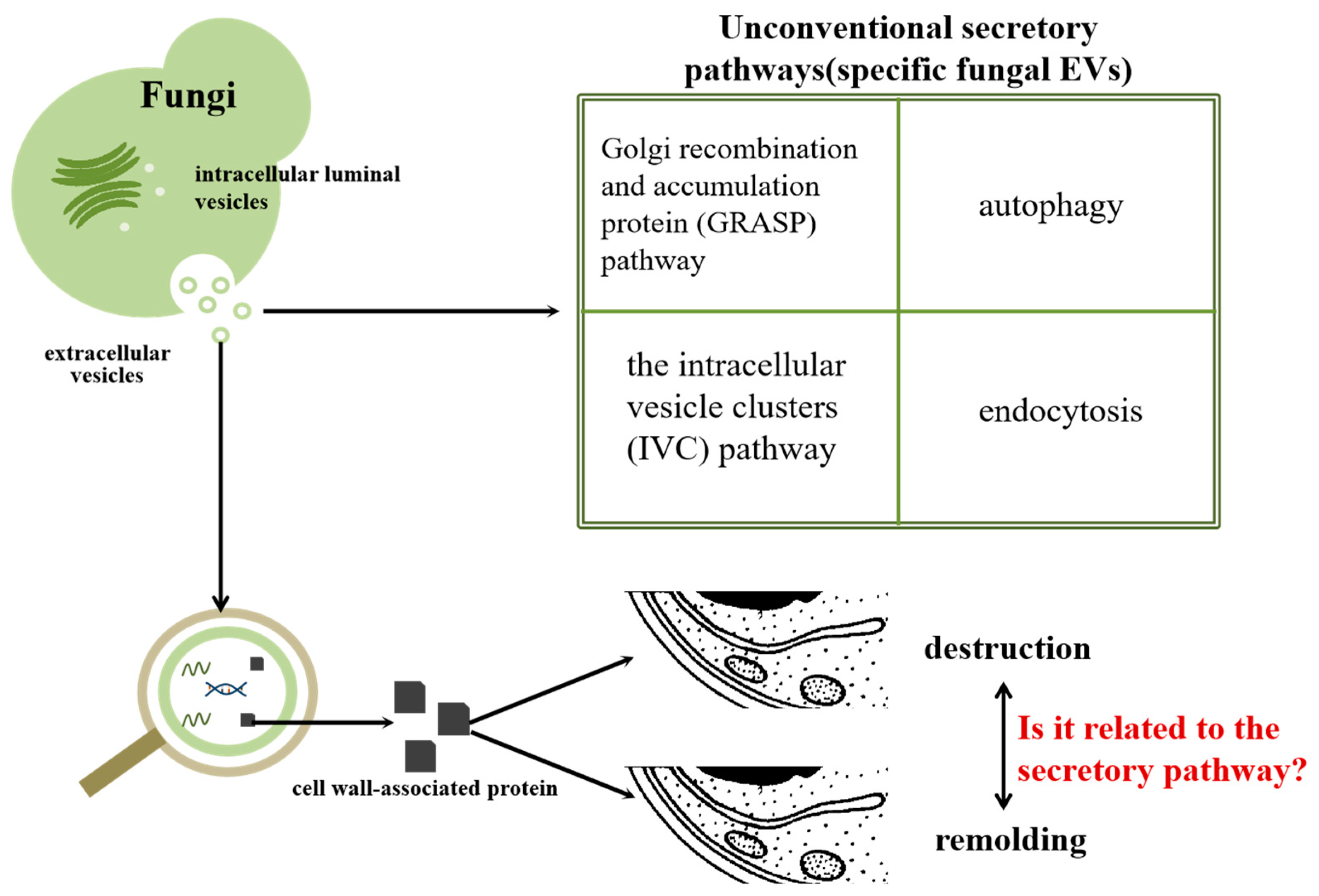 Molecules 29 04012 g002