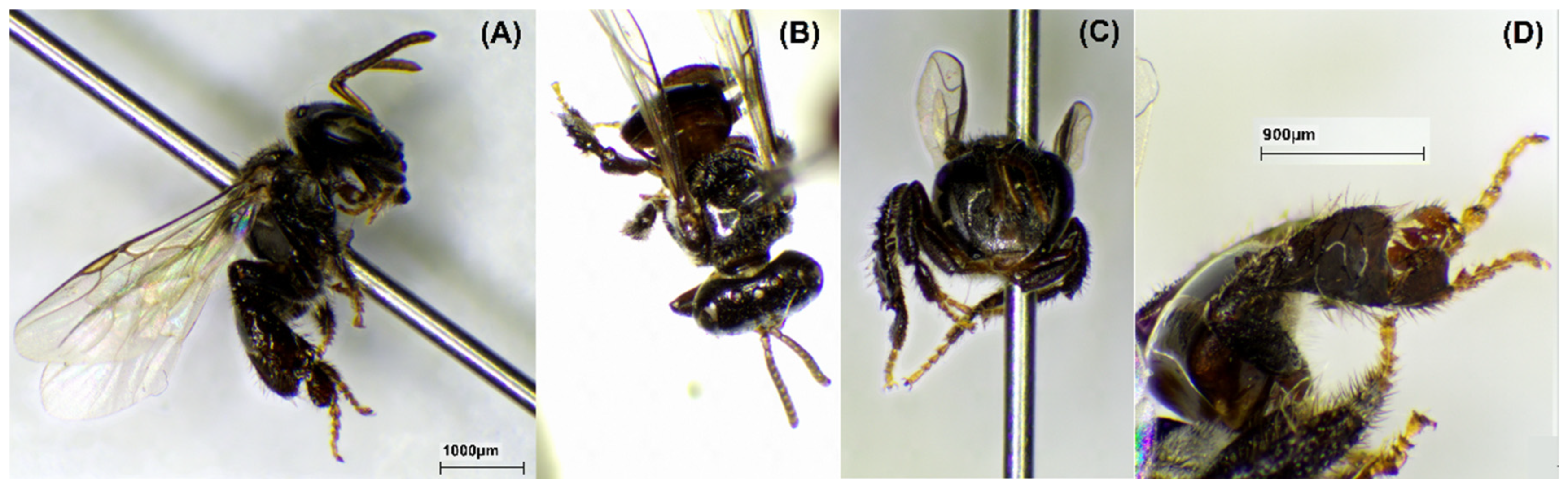 Molecules 29 04037 g004