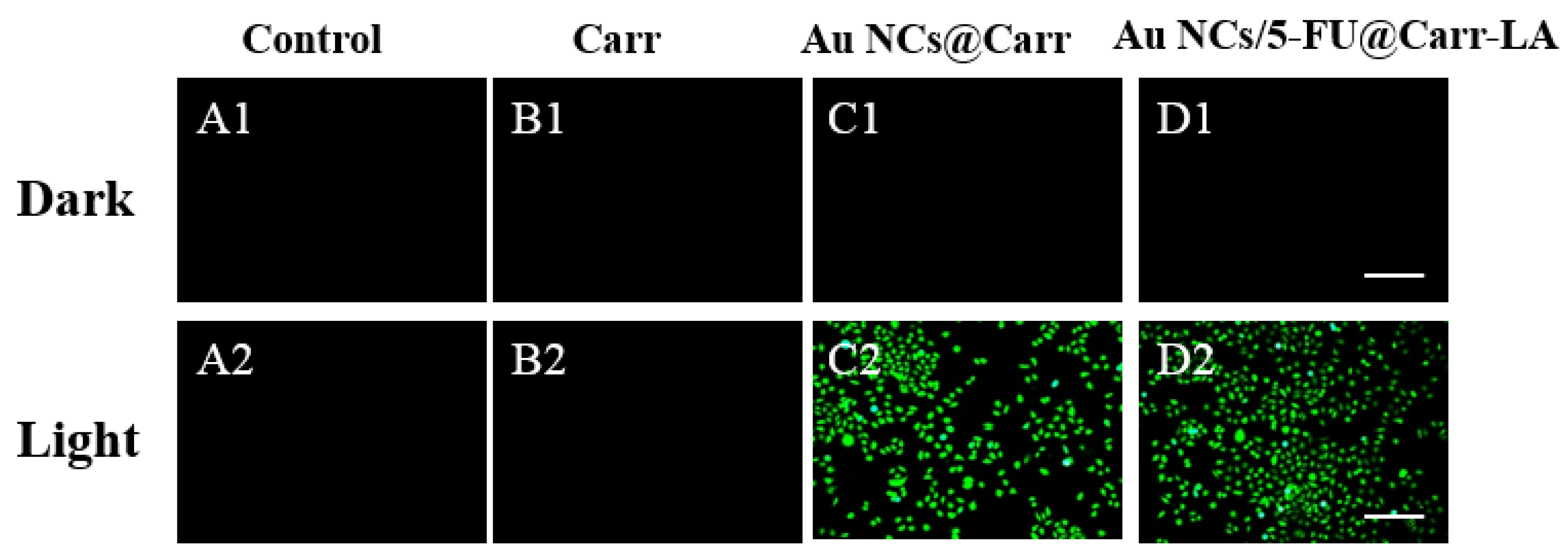 Molecules 29 04051 g007