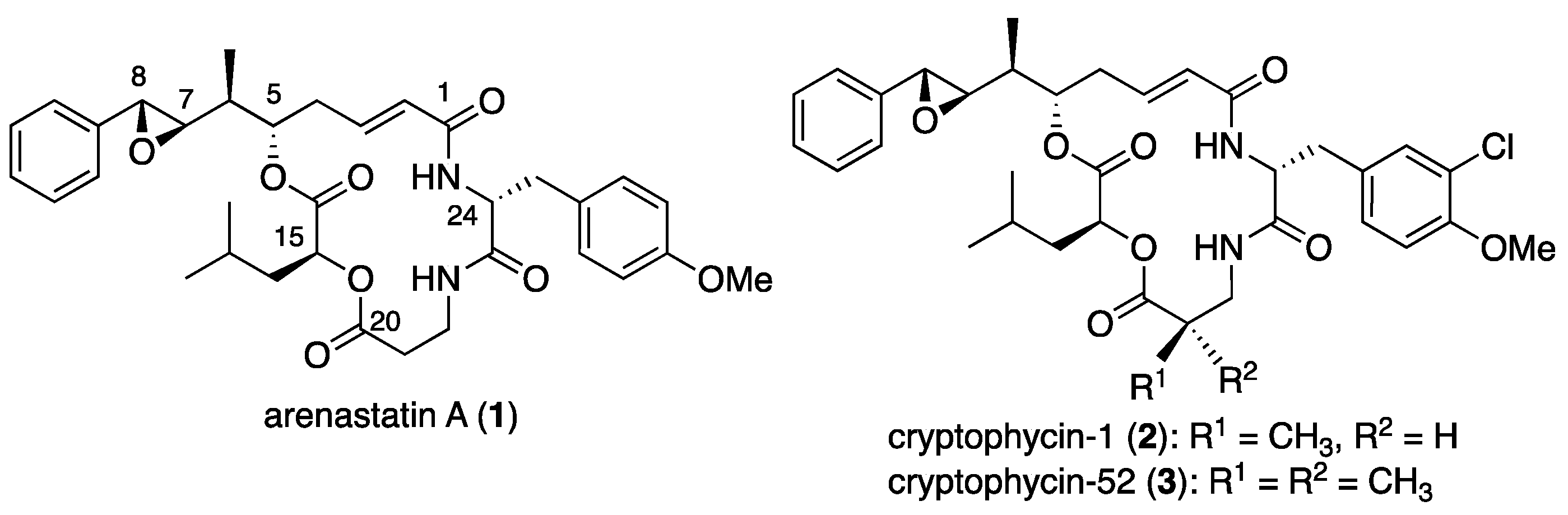 Molecules 29 04058 g001