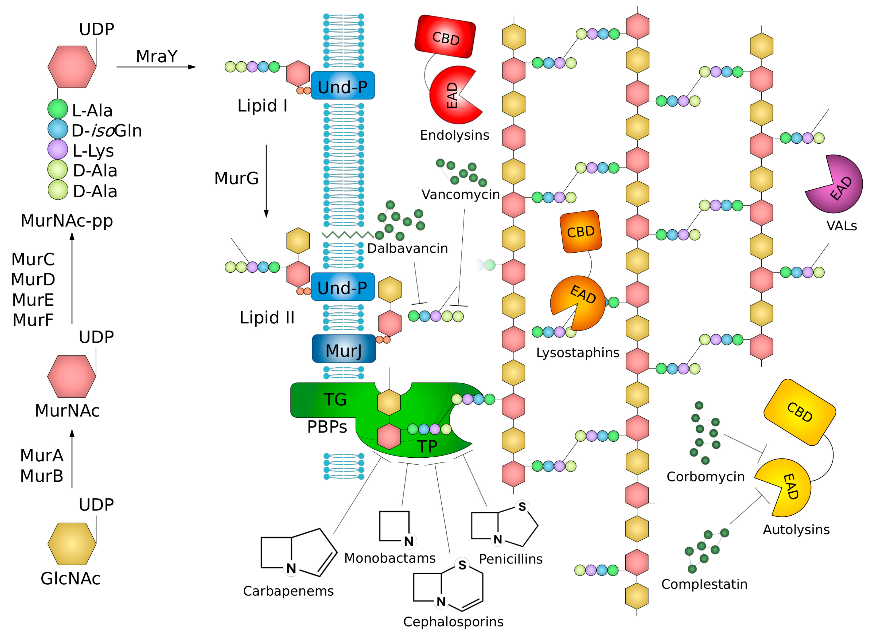 Molecules 29 04065 g002 Molecules 29 04065 g002