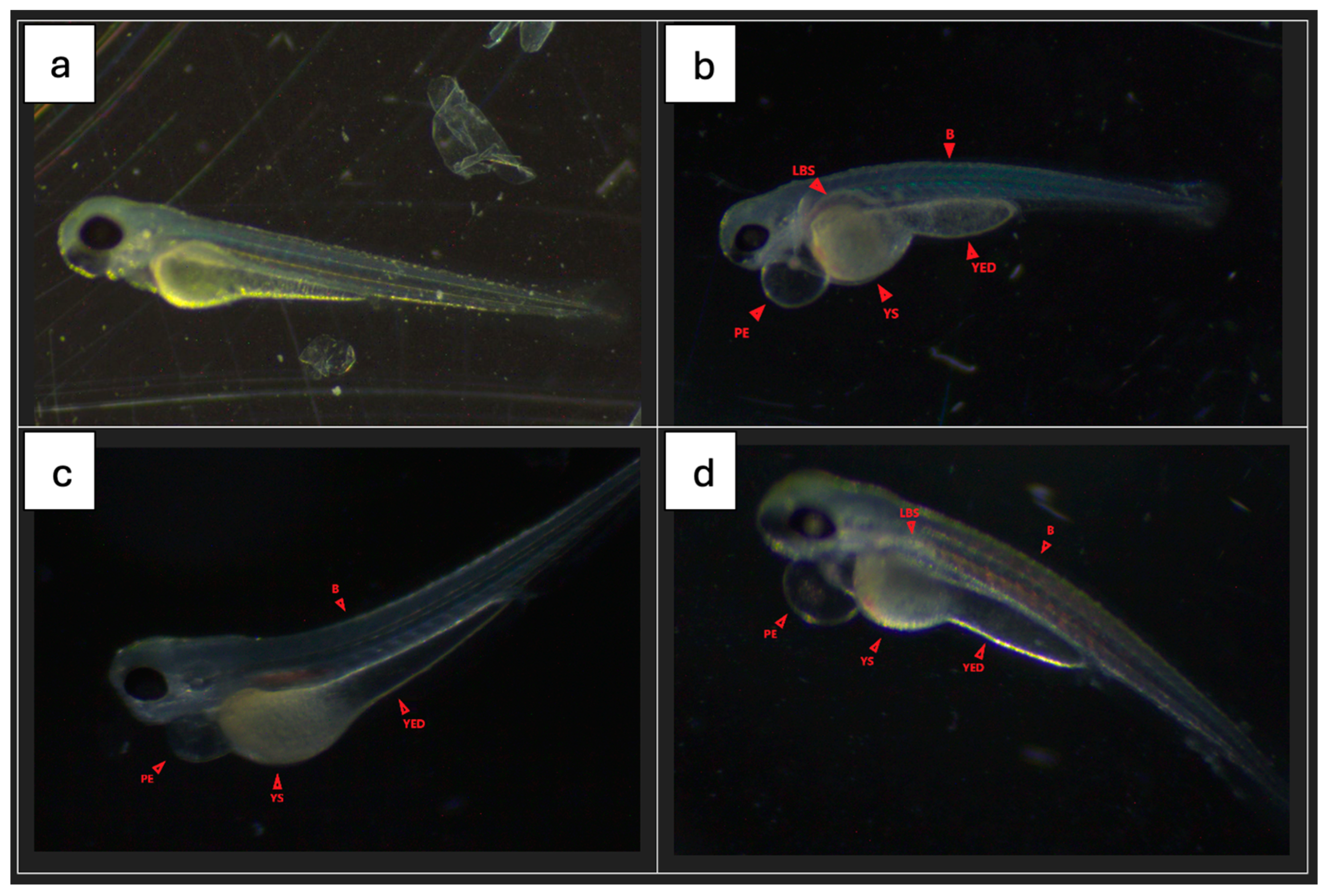 Molecules 29 04075 g009