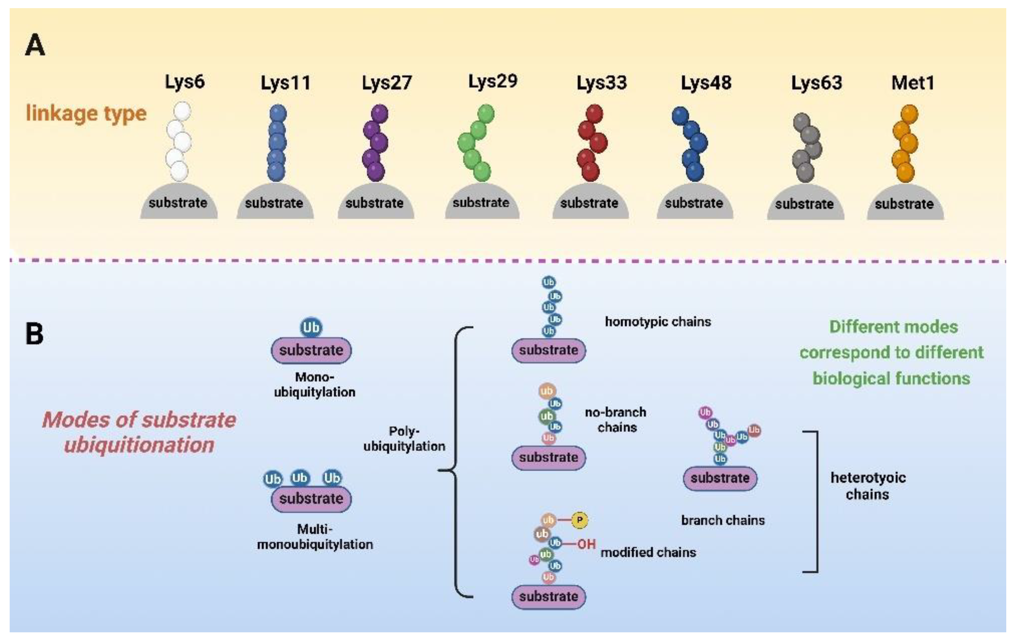 Molecules 29 04093 g001