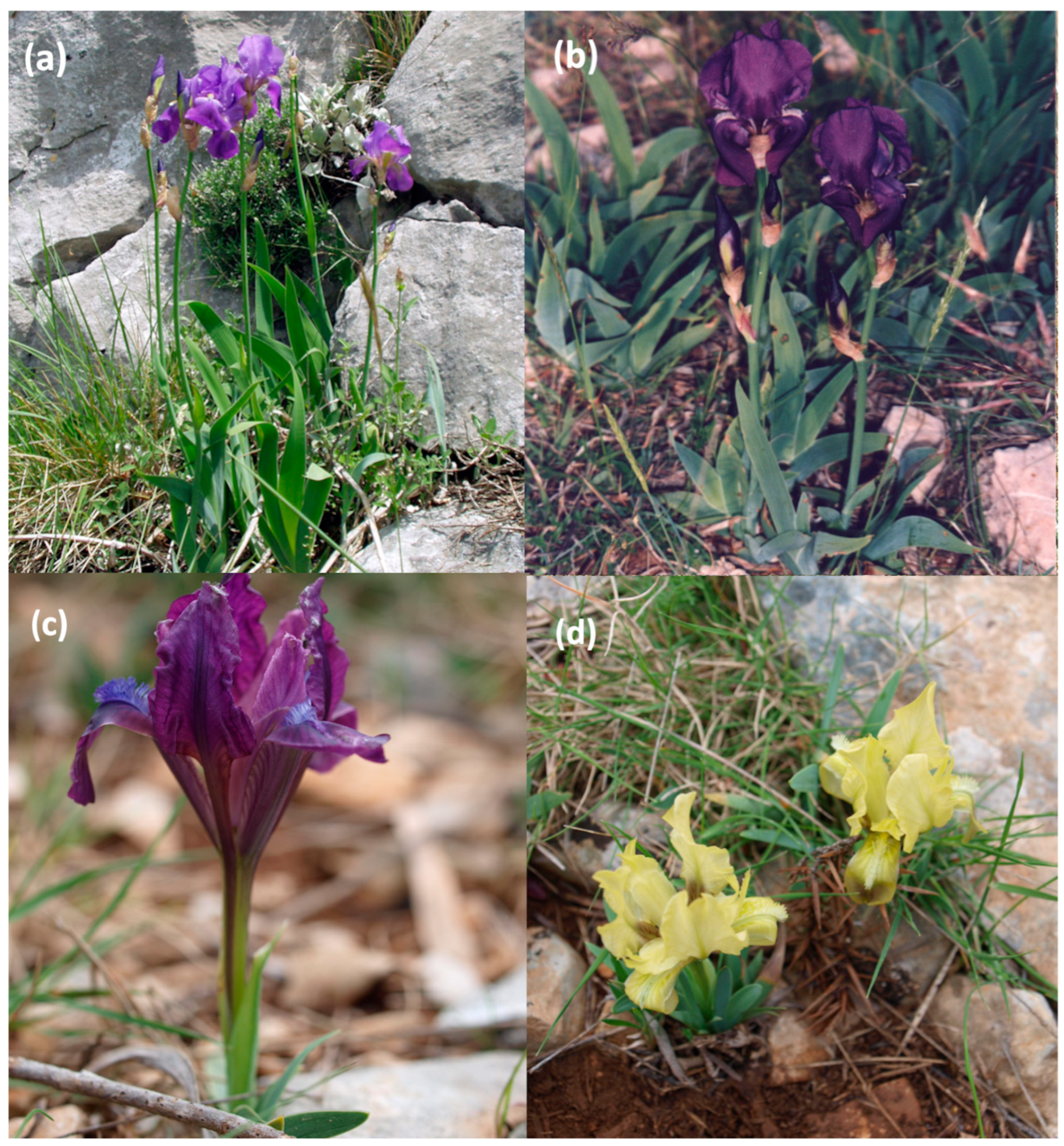 Molecules 29 04107 g001 Molecules 29 04107 g001